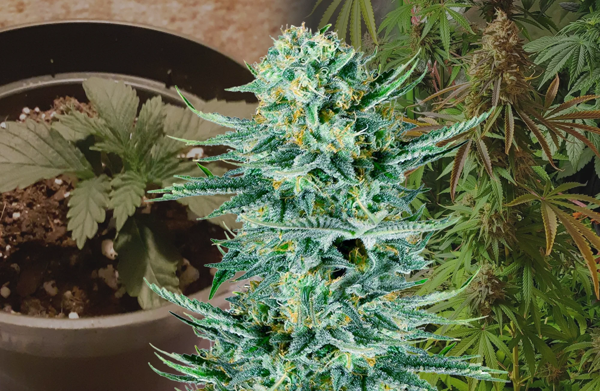 Blue Dream – Woche-für-Woche Grow-Tagebuch & Sorten-Review