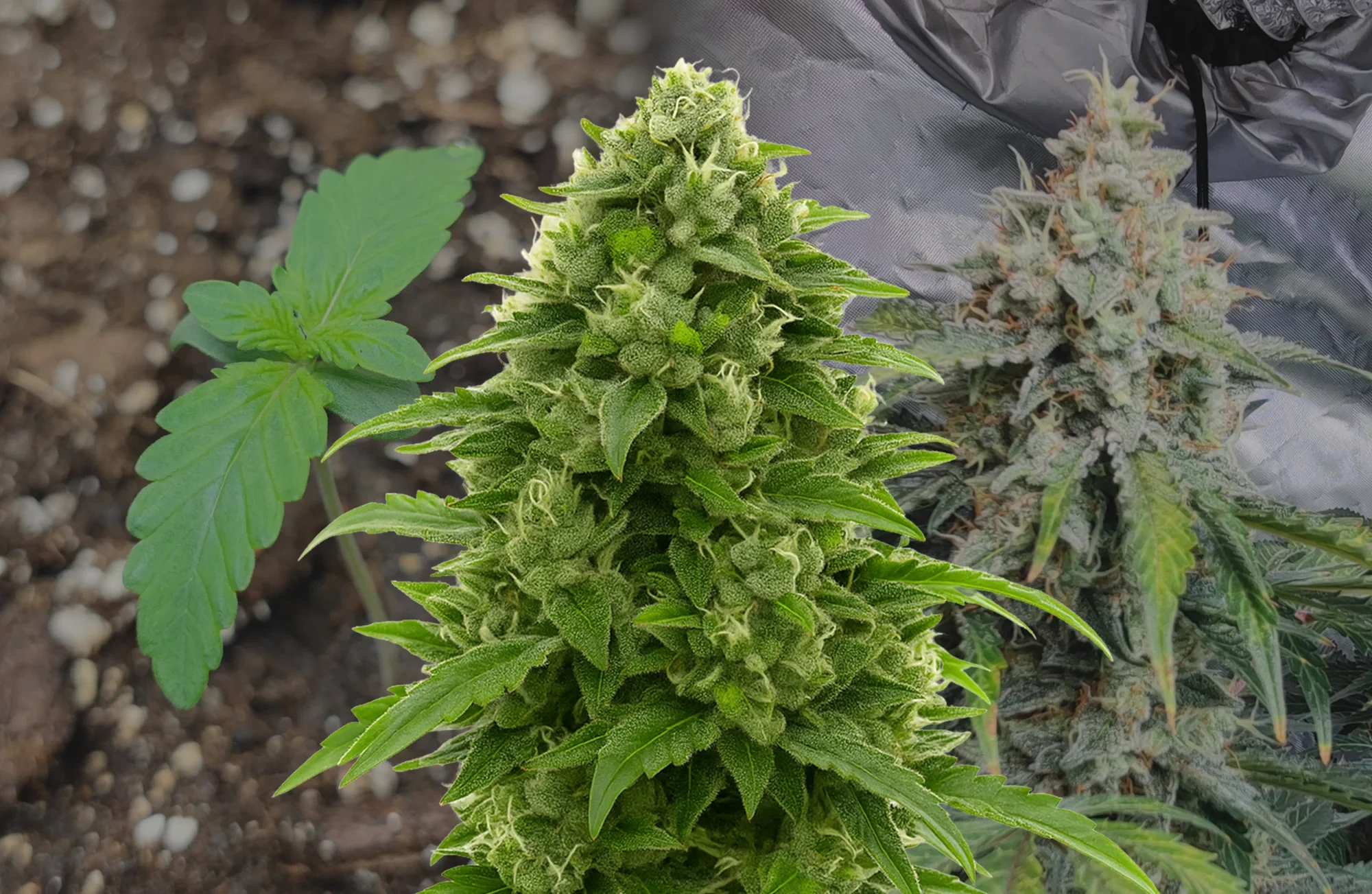 Bruce Banner Auto – Wöchentliches Grow-Tagebuch & Sortenbewertung