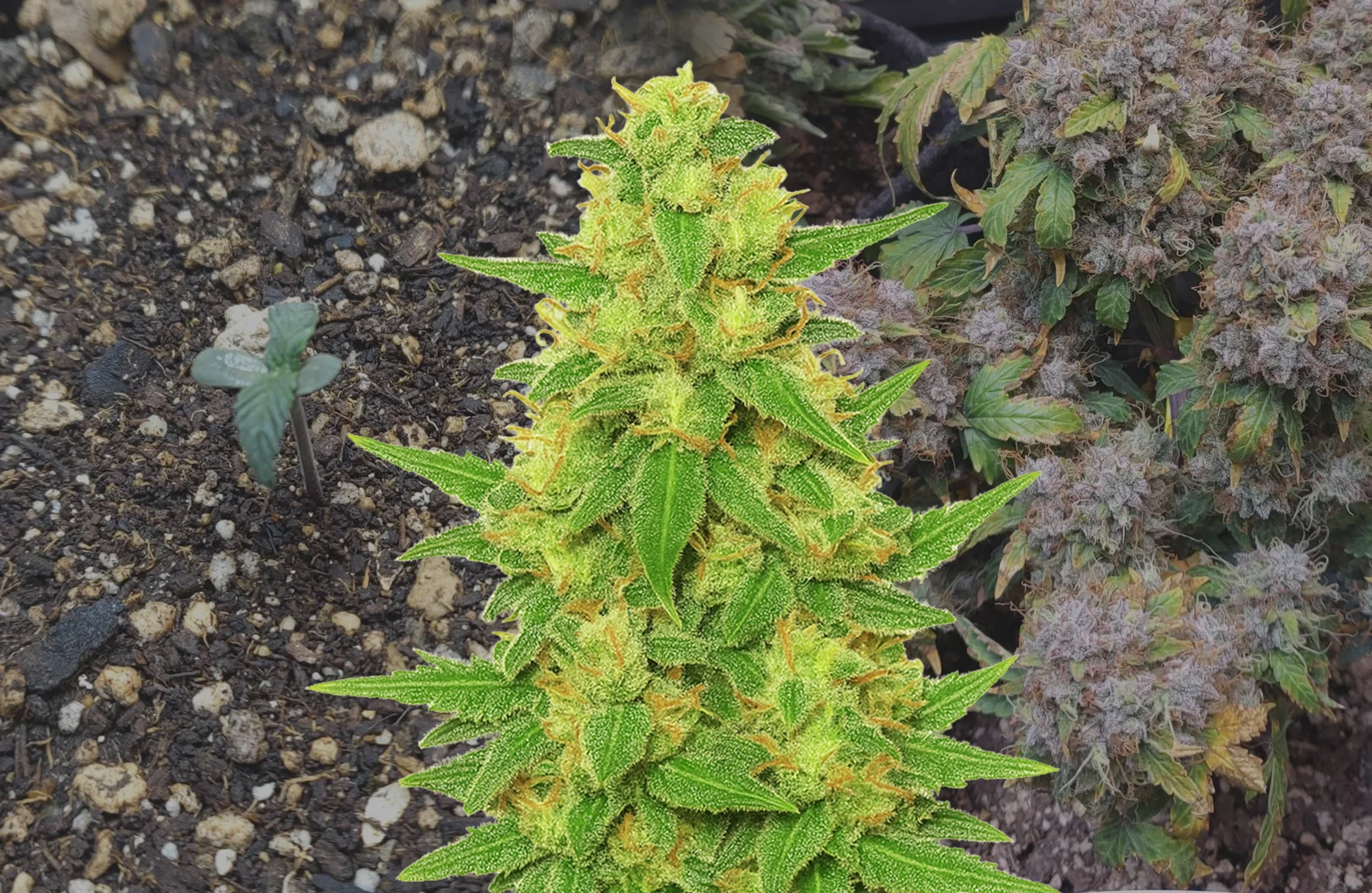 C. Banana Auto – Woche für Woche Grow Diary & Sortenbewertung