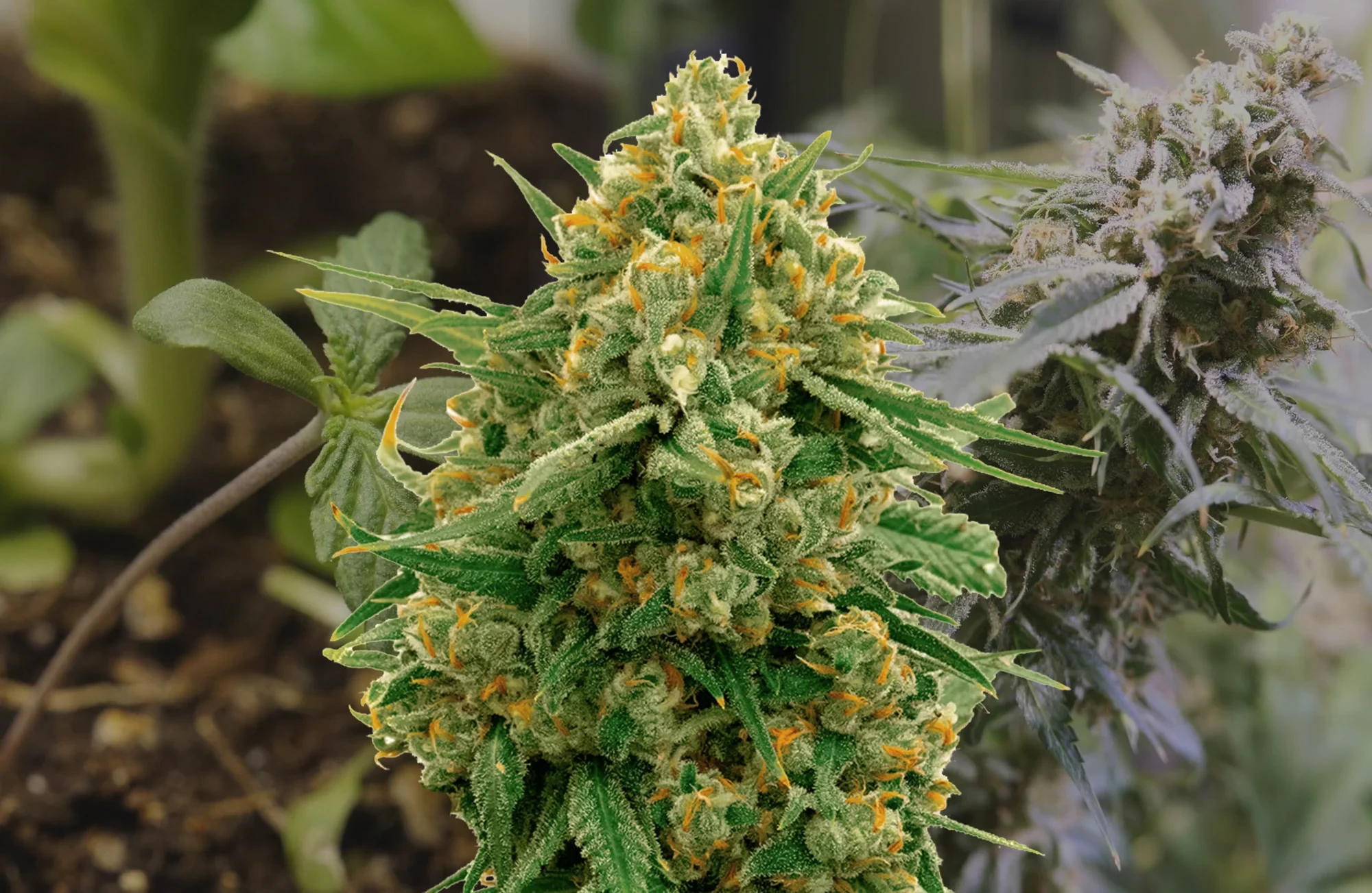 CBD Express – Wöchentlicher Growbericht & Strain-Review