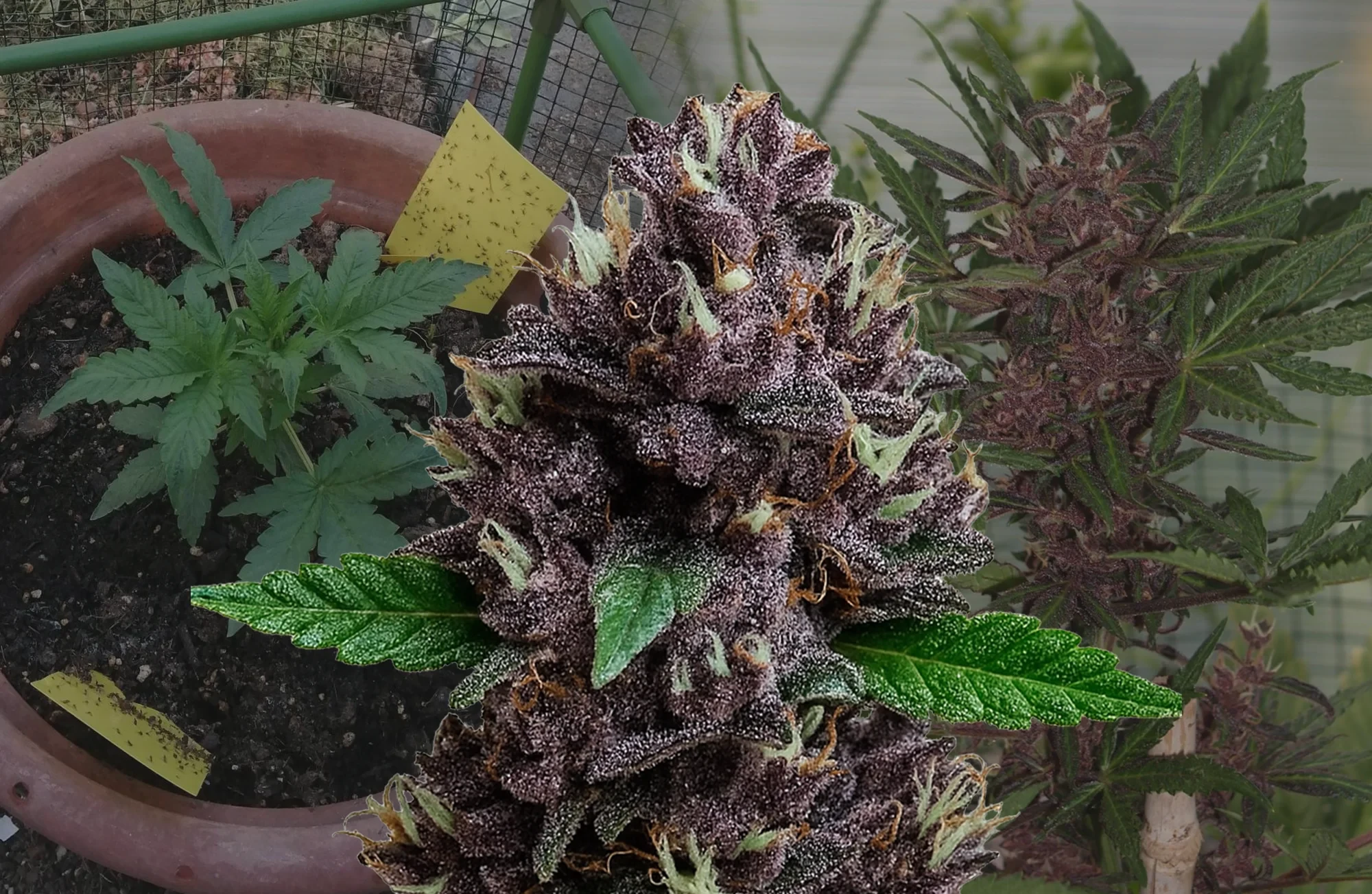 CBD Purple Kush Auto - Woche für Woche Grow-Report & Sortenreview