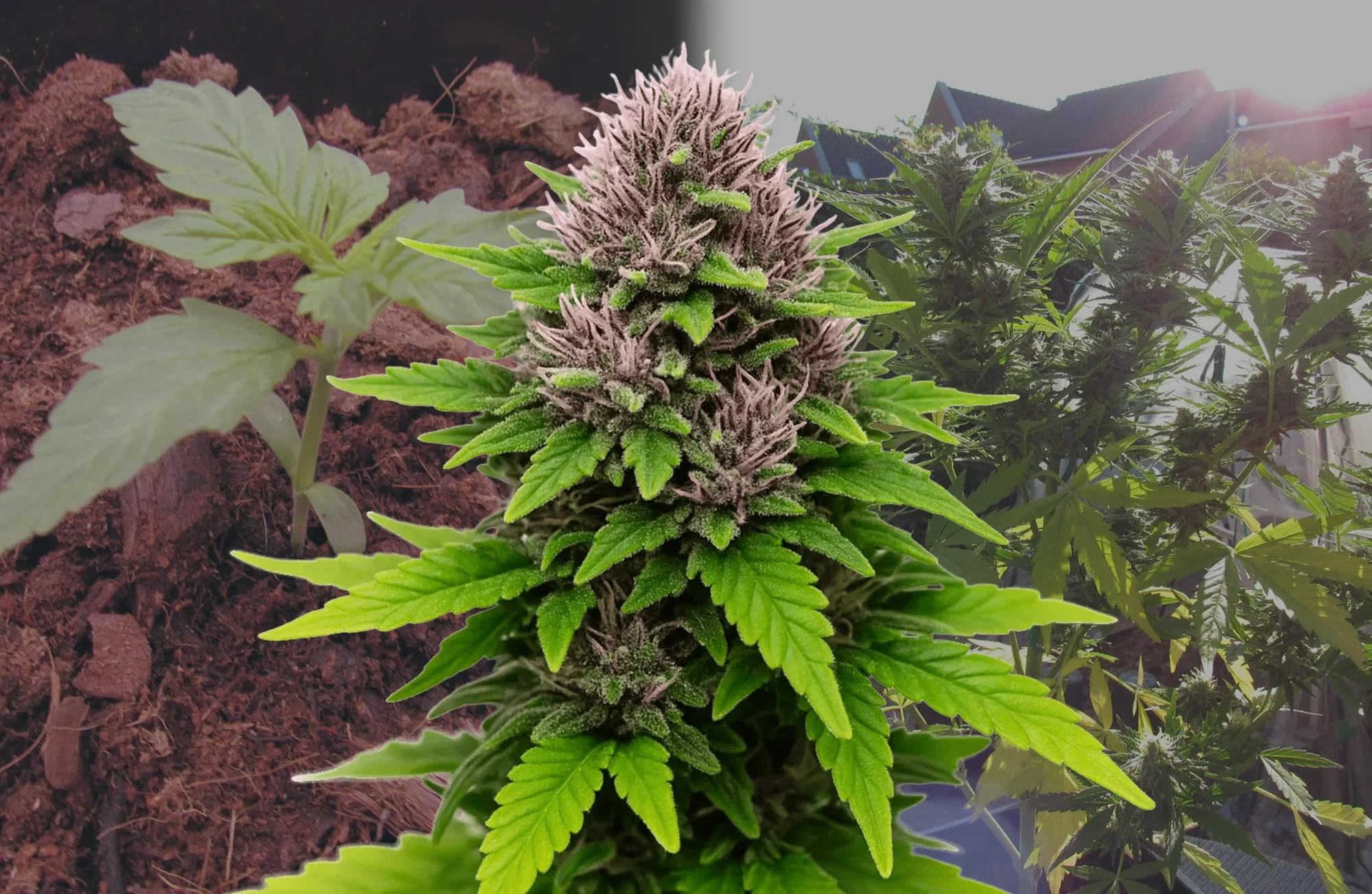 Critical Purple Auto - Woche für Woche Grow-Report & Sortenreview