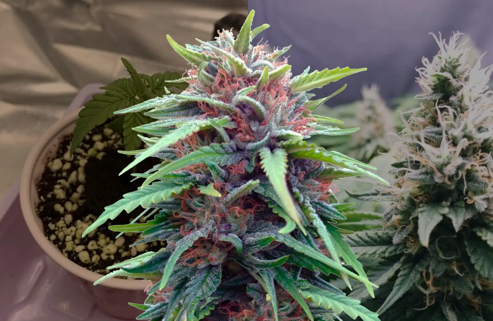 Durban Poison Woche für Woche Anbaudagebuch