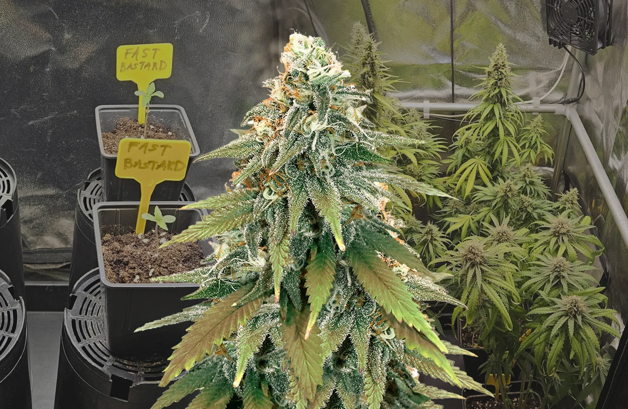 Fat Bastard - Week by Week Grow Diary & Strain Review