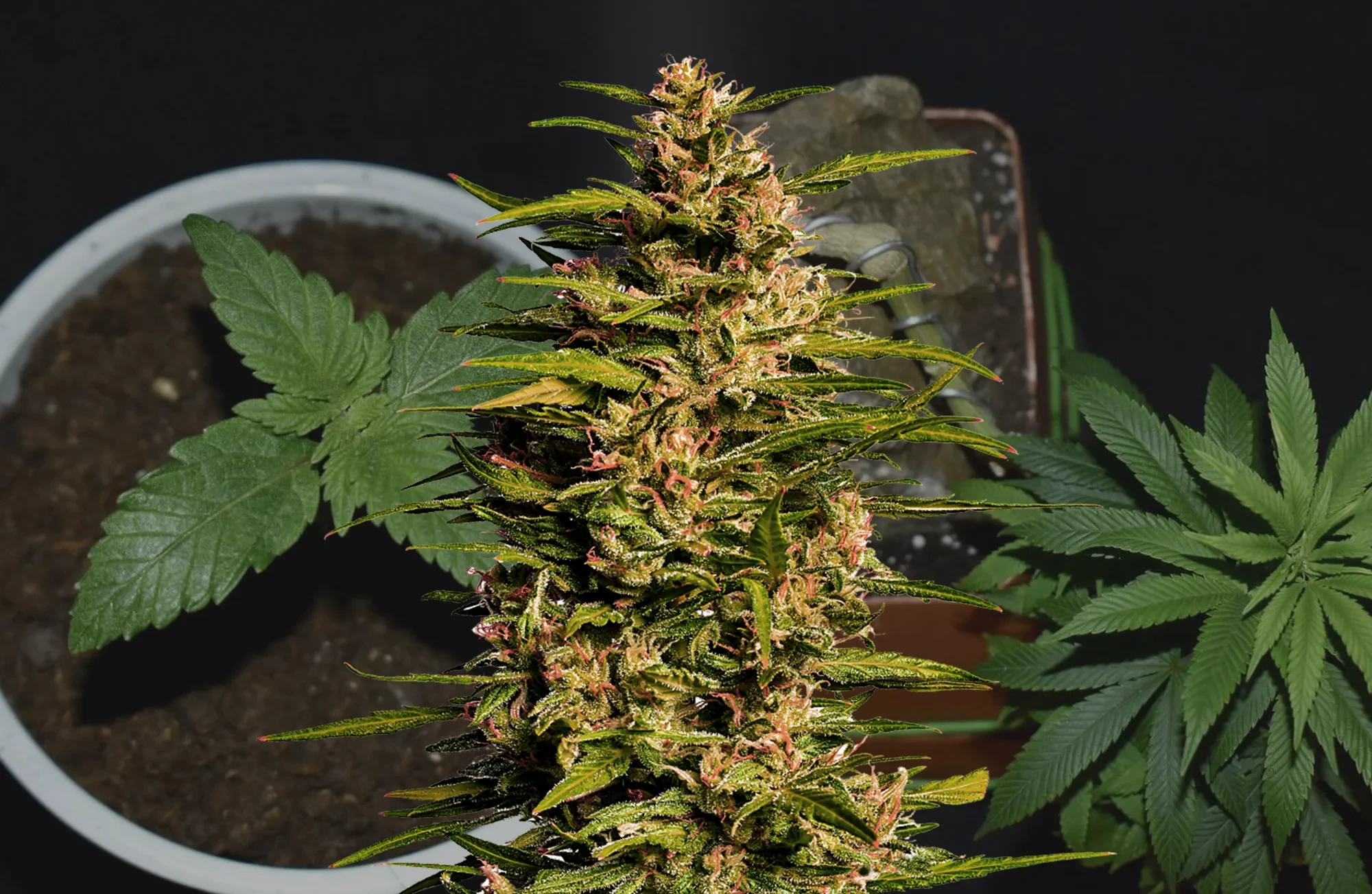 Fruity Pebbles - Woche für Woche Grow-Report & Sortenreview