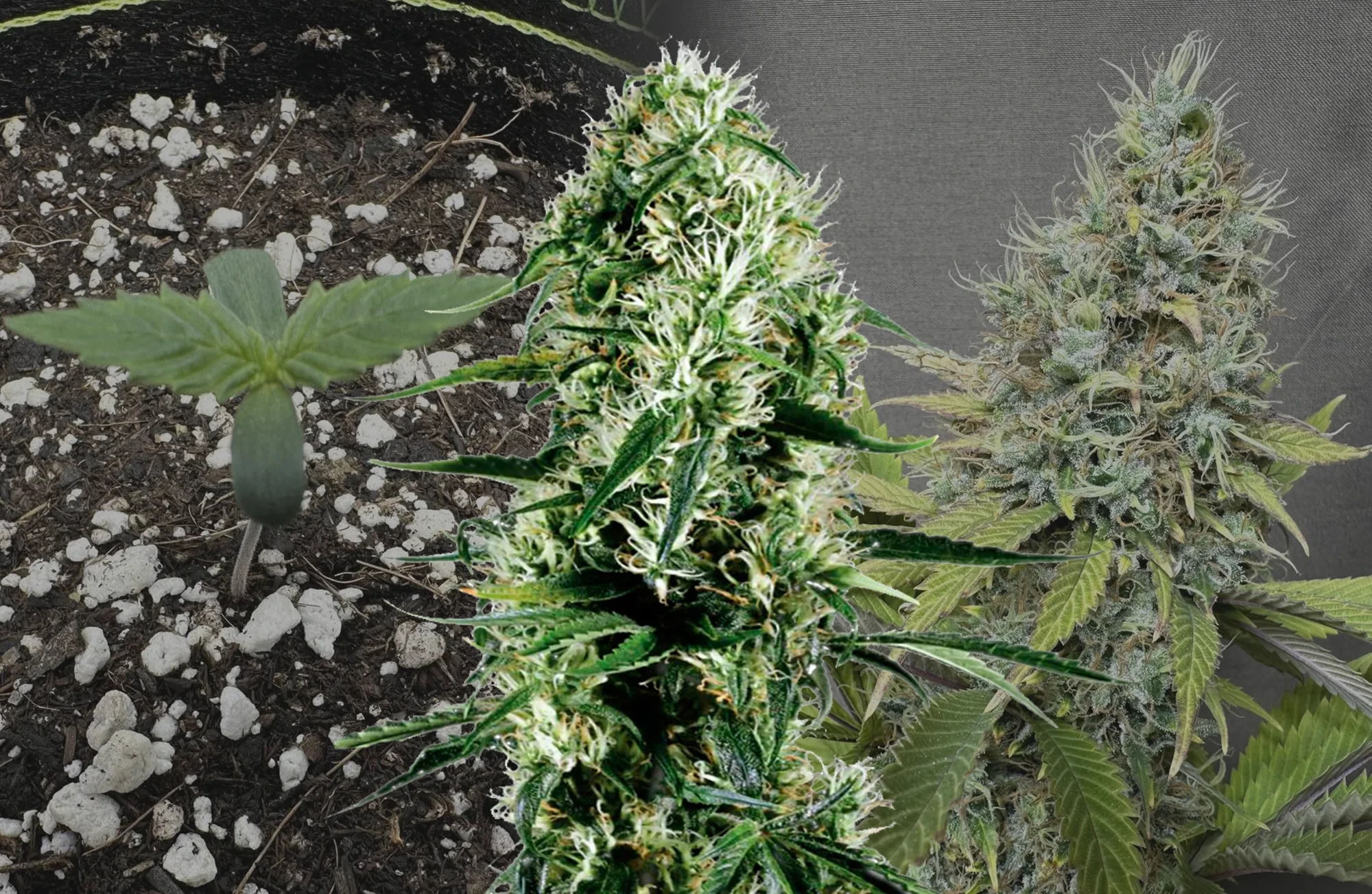 Ghost Train Haze - Woche für Woche Grow-Report & Sortenreview