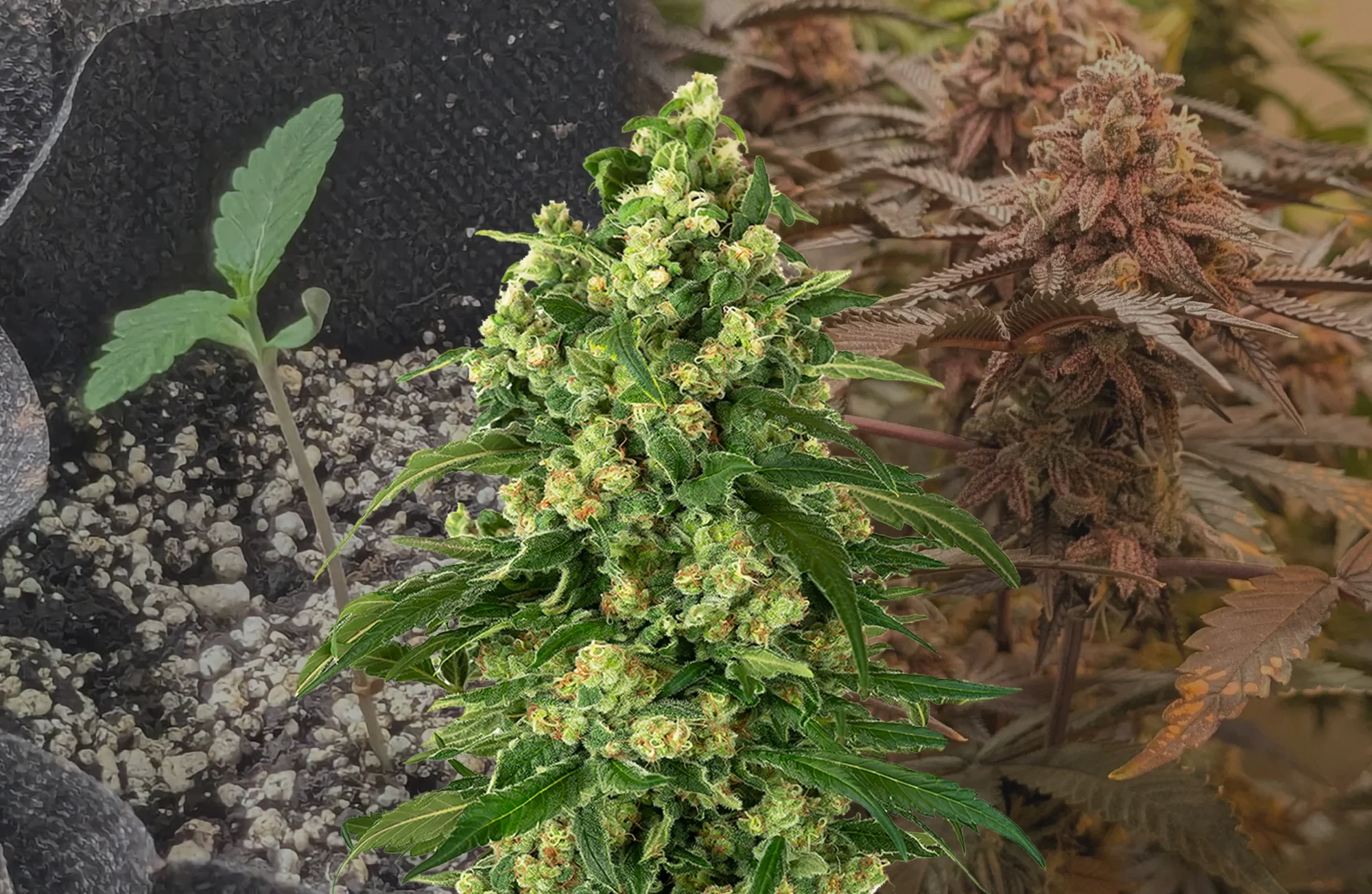 Girl Scout Cookies - Woche für Woche Grow-Report & Sortenreview