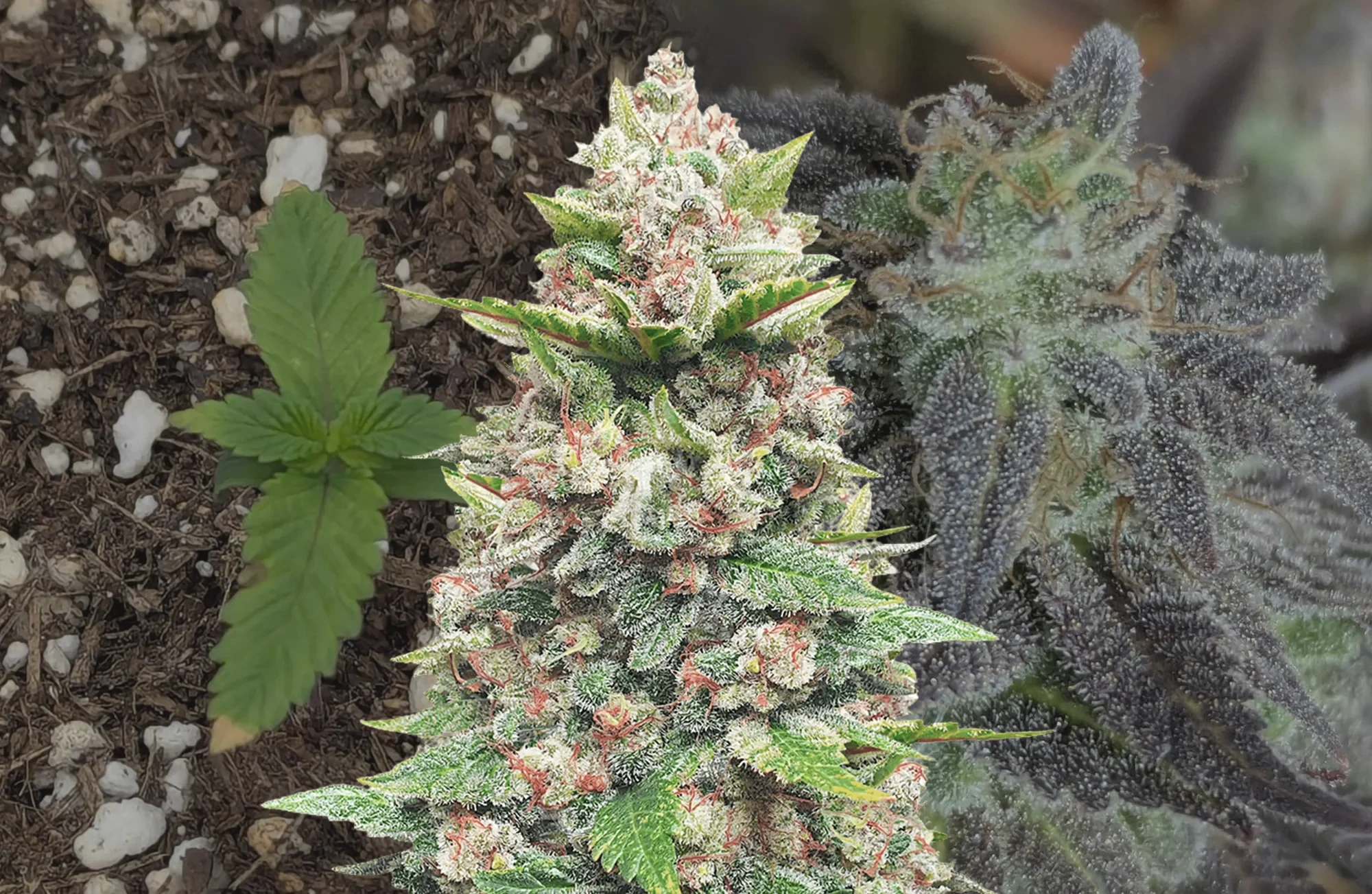 God's Gift - Woche für Woche Grow-Report & Sortenreview
