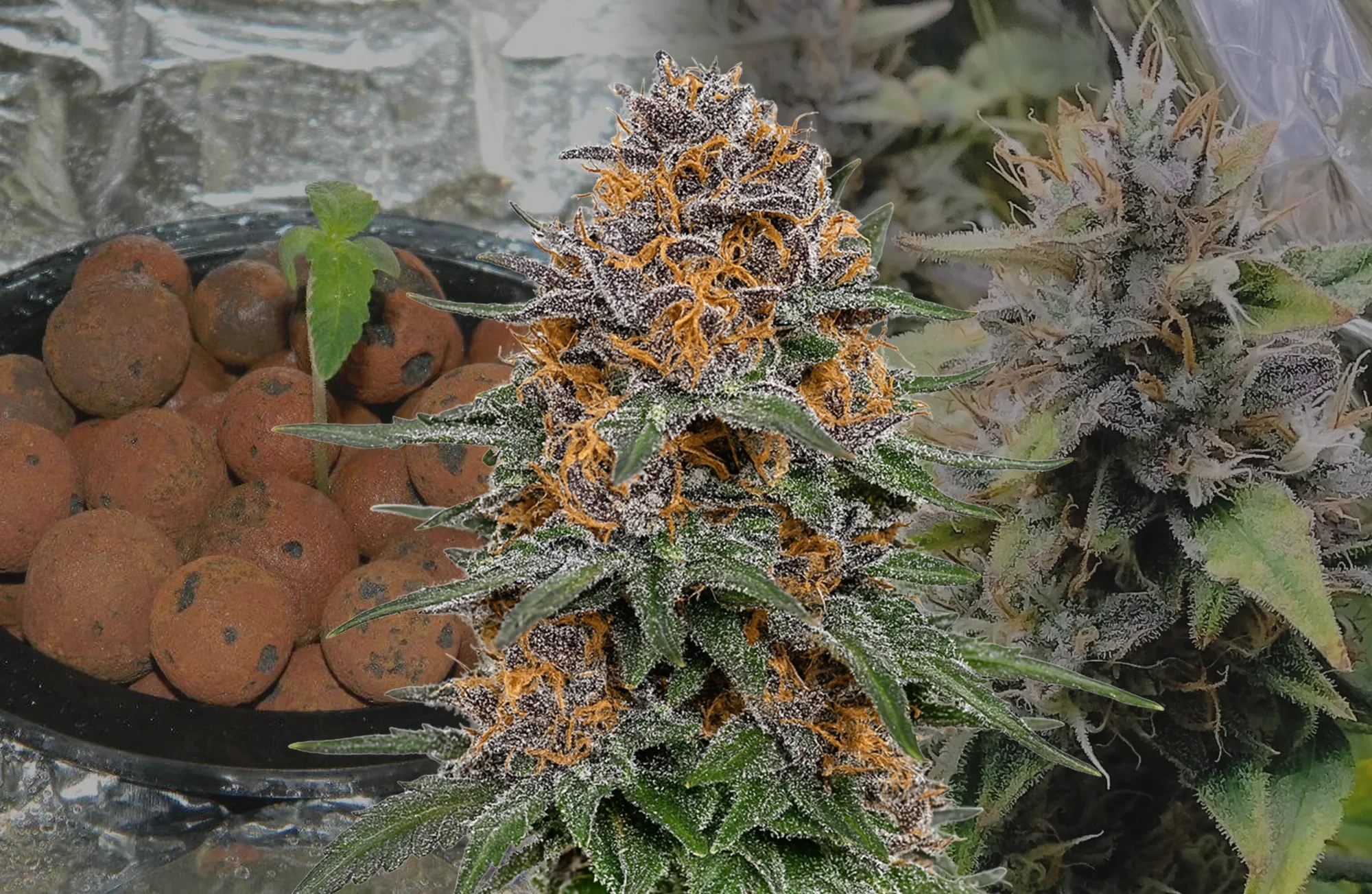 Granddaddy Purple Auto – Woche-für-Woche Grow-Tagebuch & Sorten-Review
