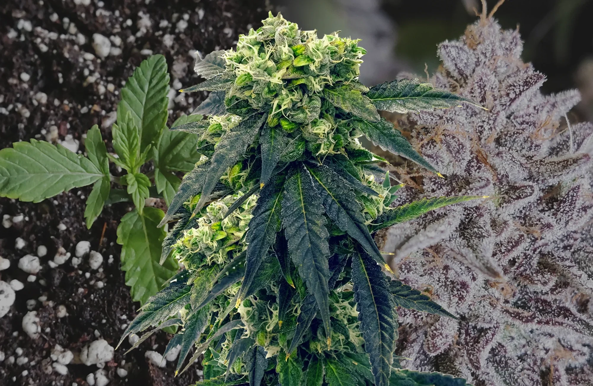 Gush Mints - Week by Week Grow Diary & Strain Review
