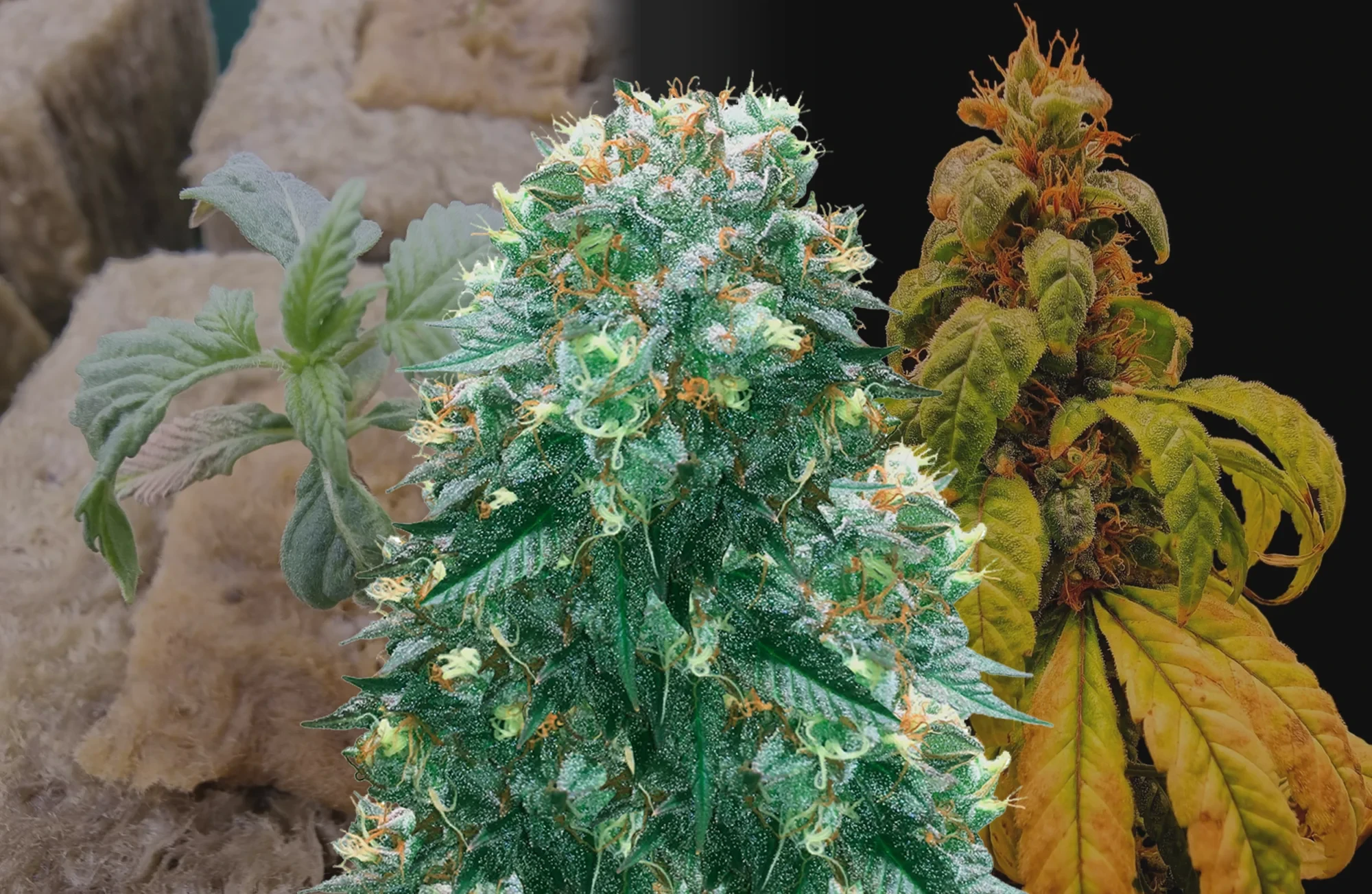 Harlequin Woche-für-Woche Grow Diary