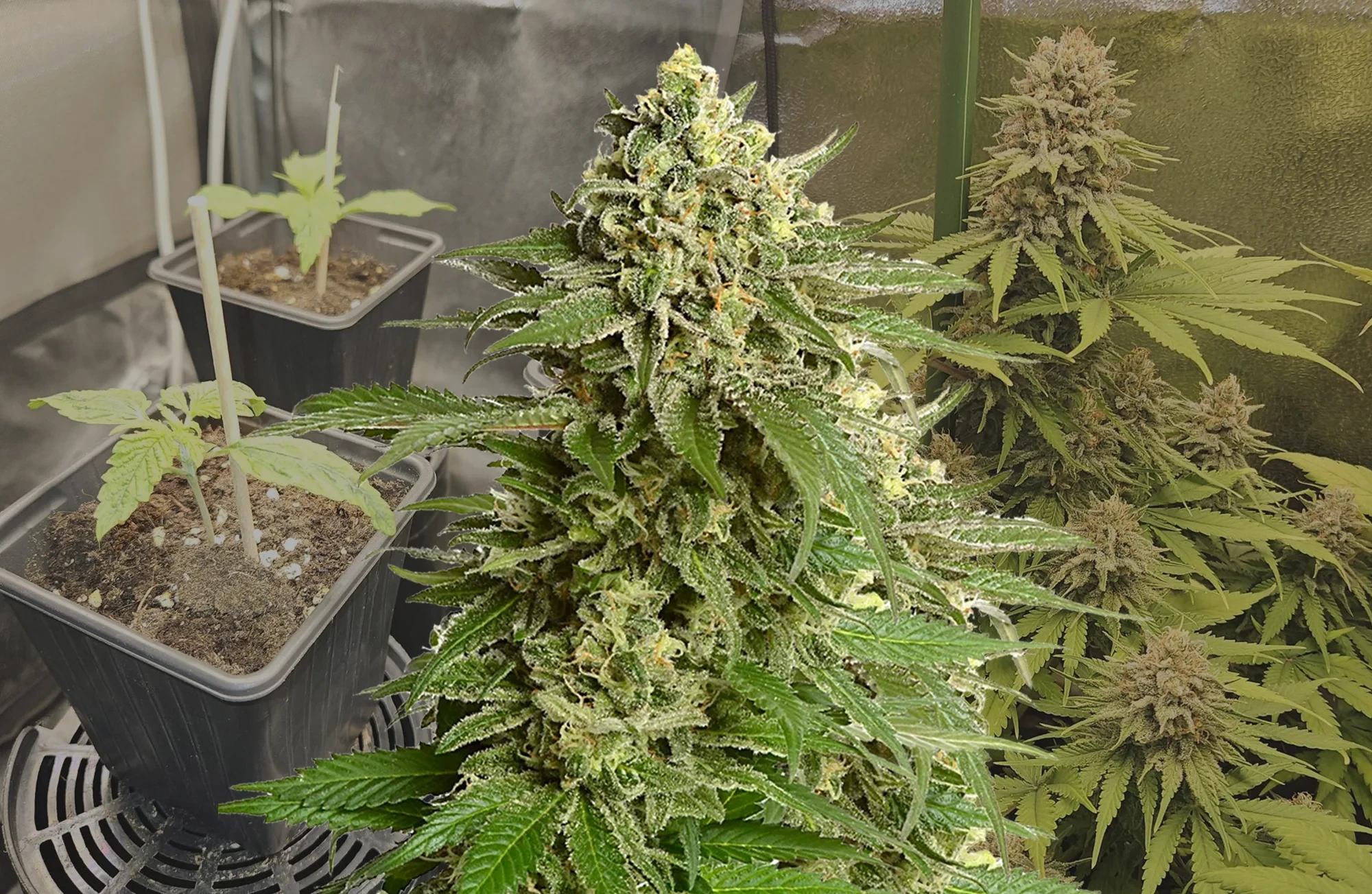 Haze #1 - Woche für Woche Grow-Report & Sortenreview