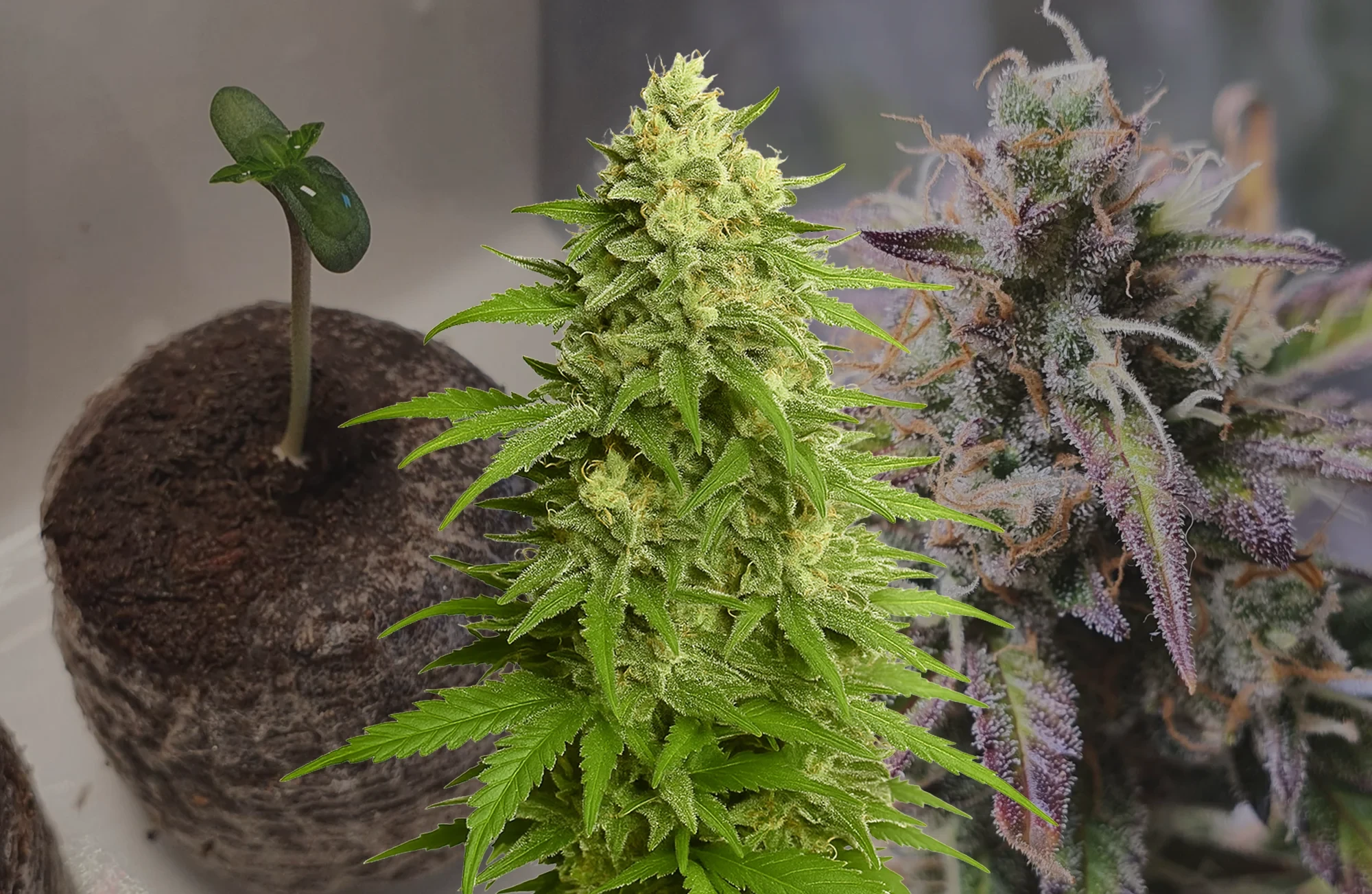 Haze Auto Woche-für-Woche Grow-Tagebuch