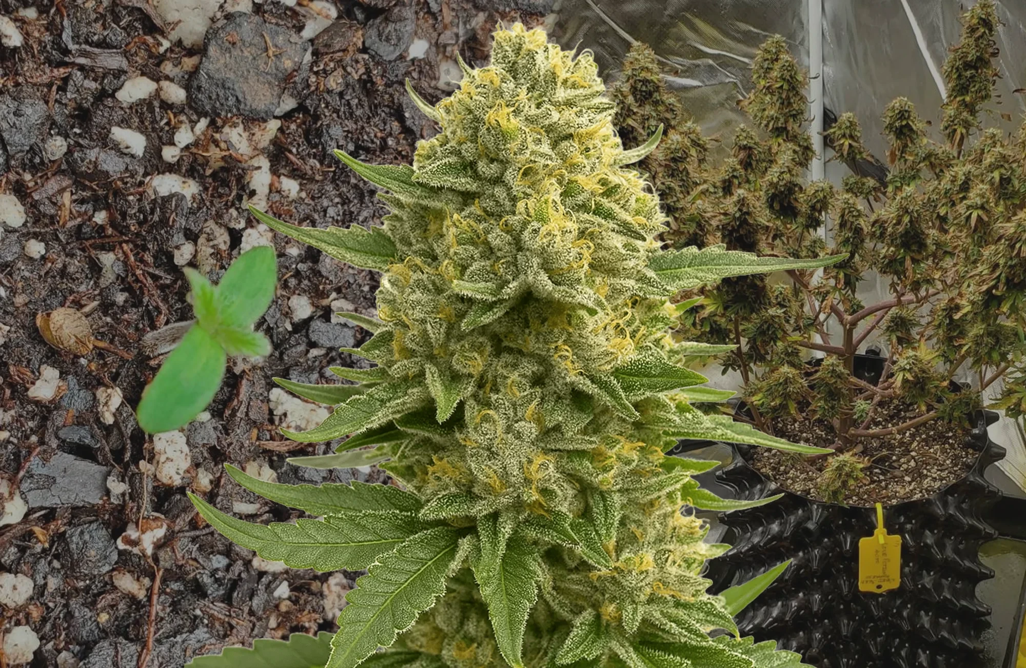 Love Potion Auto – Woche für Woche Grow-Report & Sortenreview