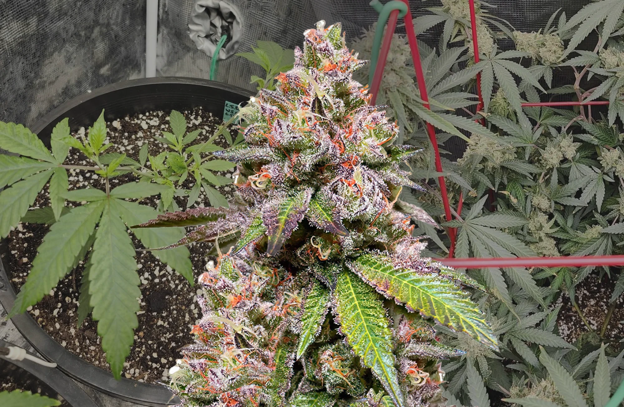 LSD Woche-für-Woche Grow-Tagebuch