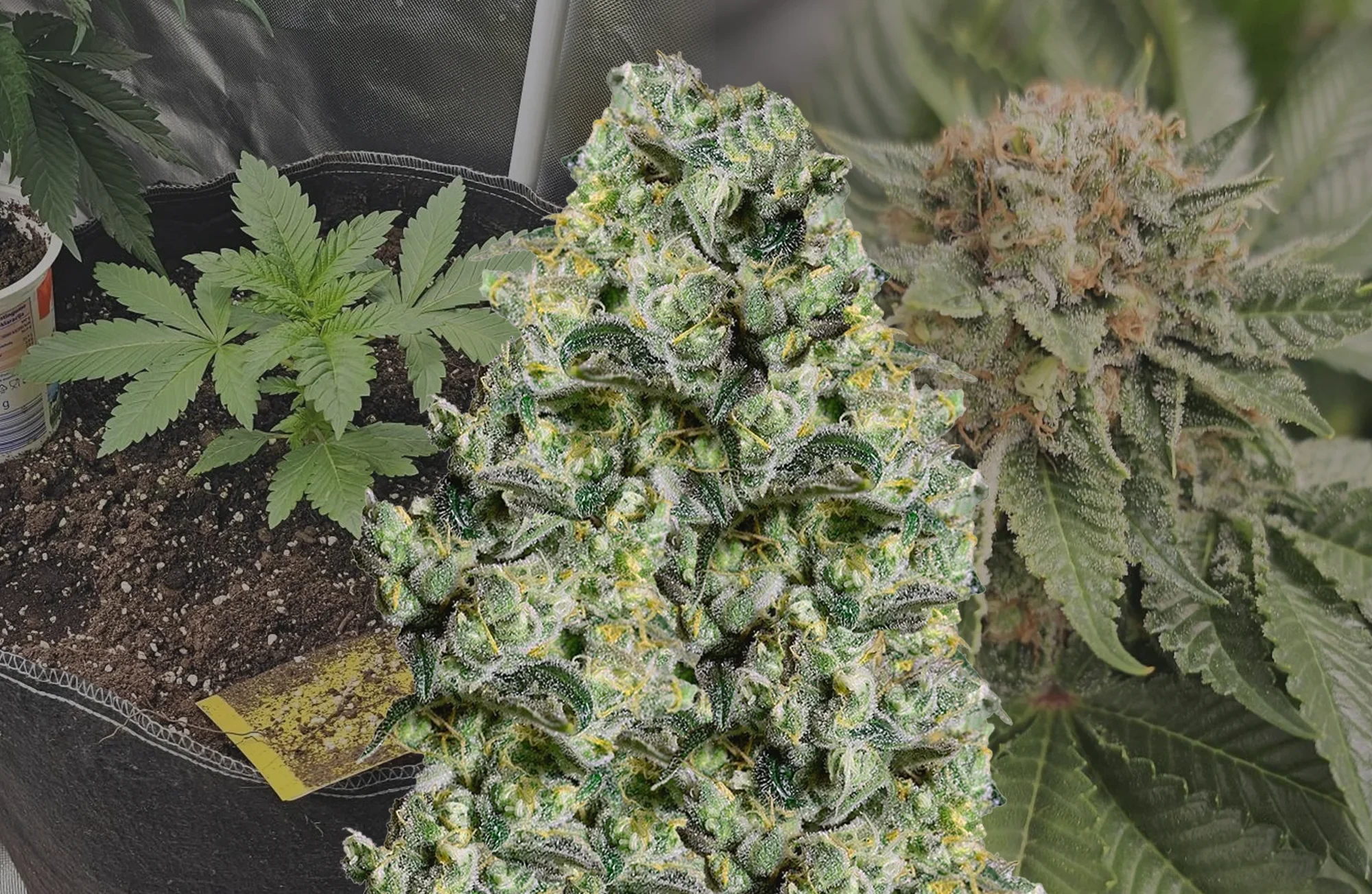 MAC 1 - Week By Week Grow Diary & Strain Review