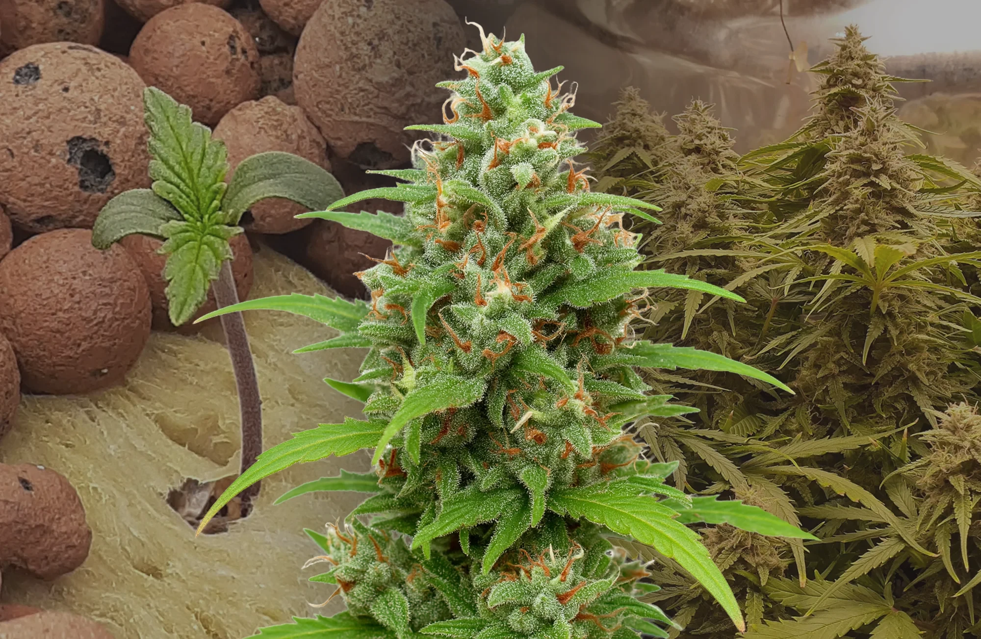 Magnum Auto Woche-für-Woche Grow-Tagebuch