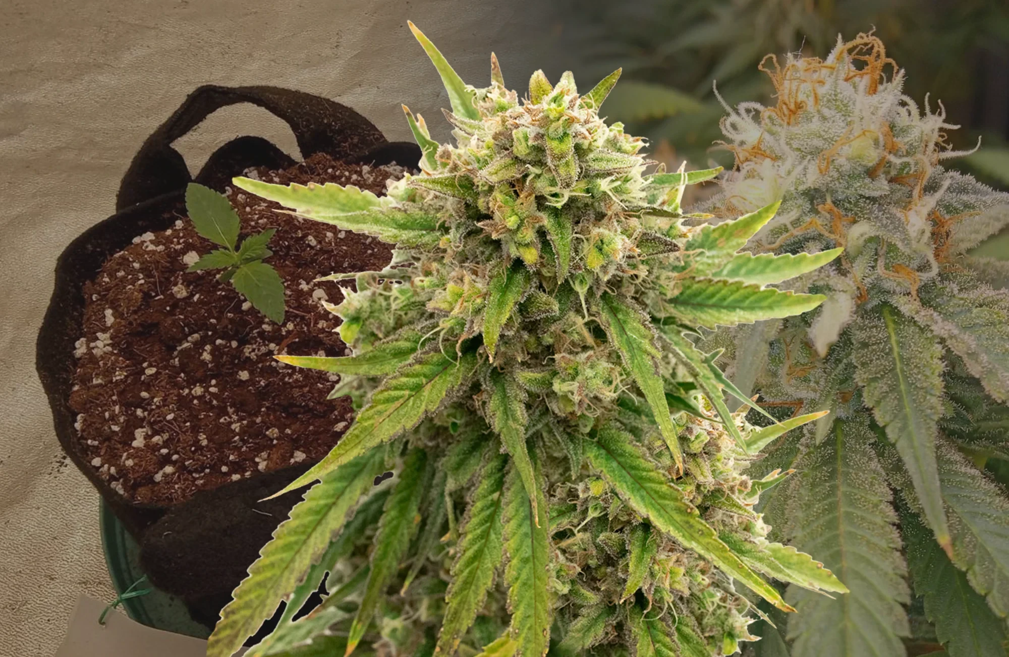 Maui Waui Wochen-für-Wochen Grow-Tagebuch