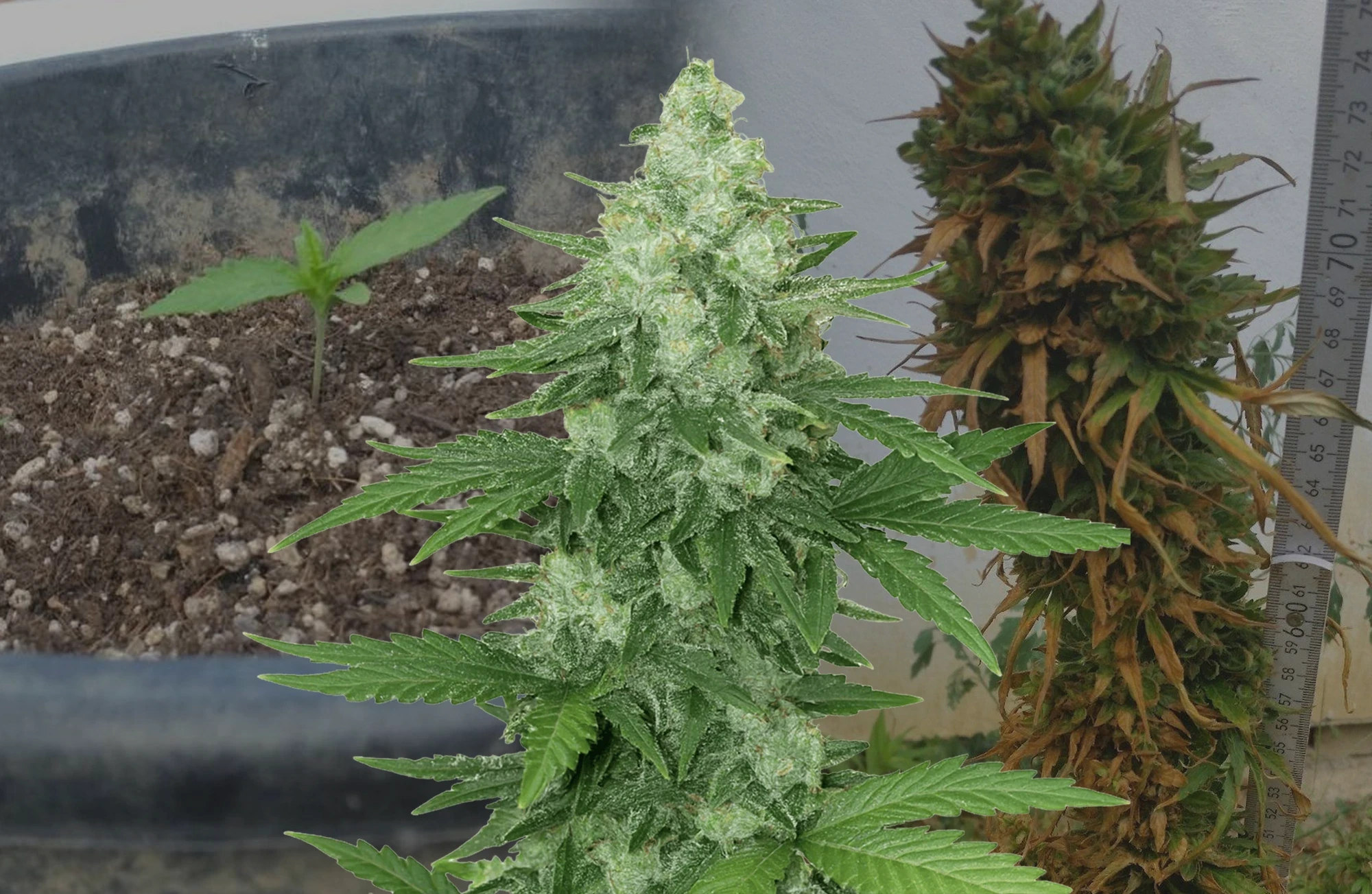 Moonshine Cookies Auto- Week by Week Grow Diary & Strain Review