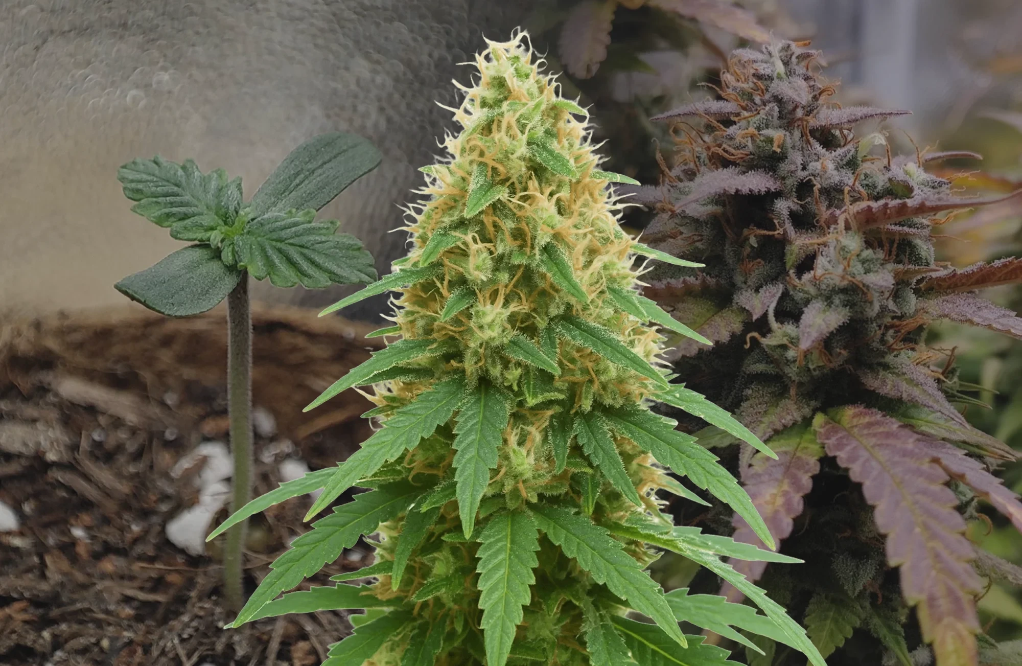 Pineapple Express Auto Woche-für-Woche Grow-Tagebuch