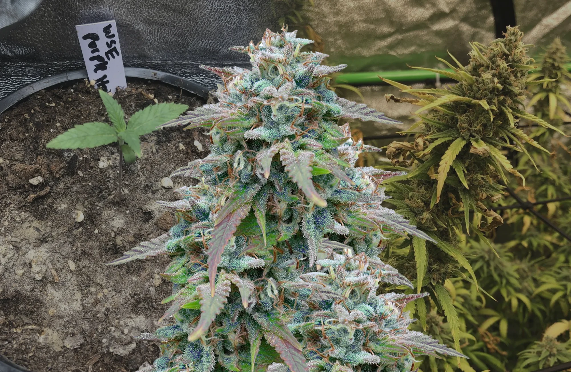 Purple Haze - Woche für Woche Grow-Report & Sortenreview