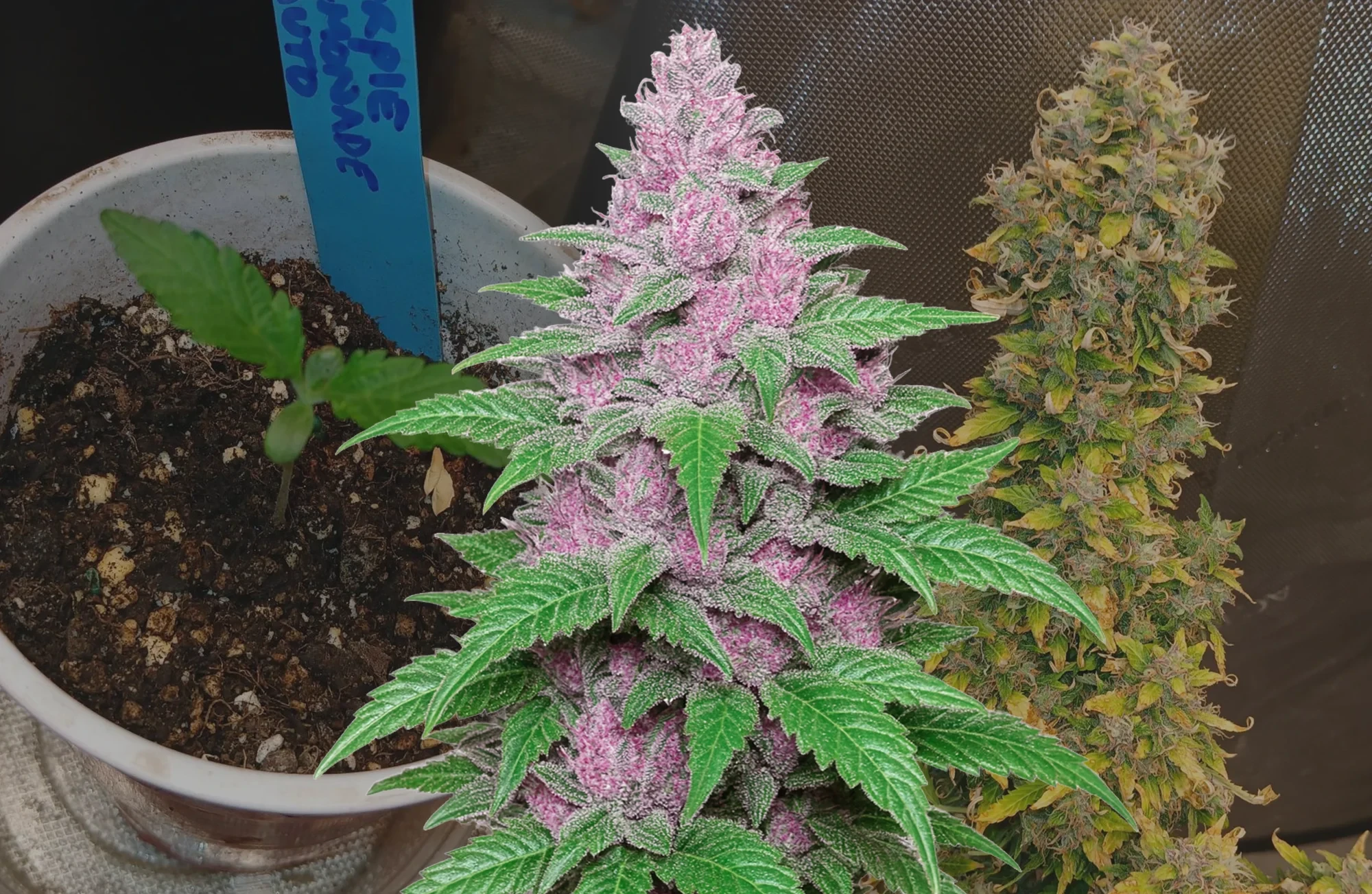 Purple Lemonade Auto – Wochenprotokoll & Sortenbewertung