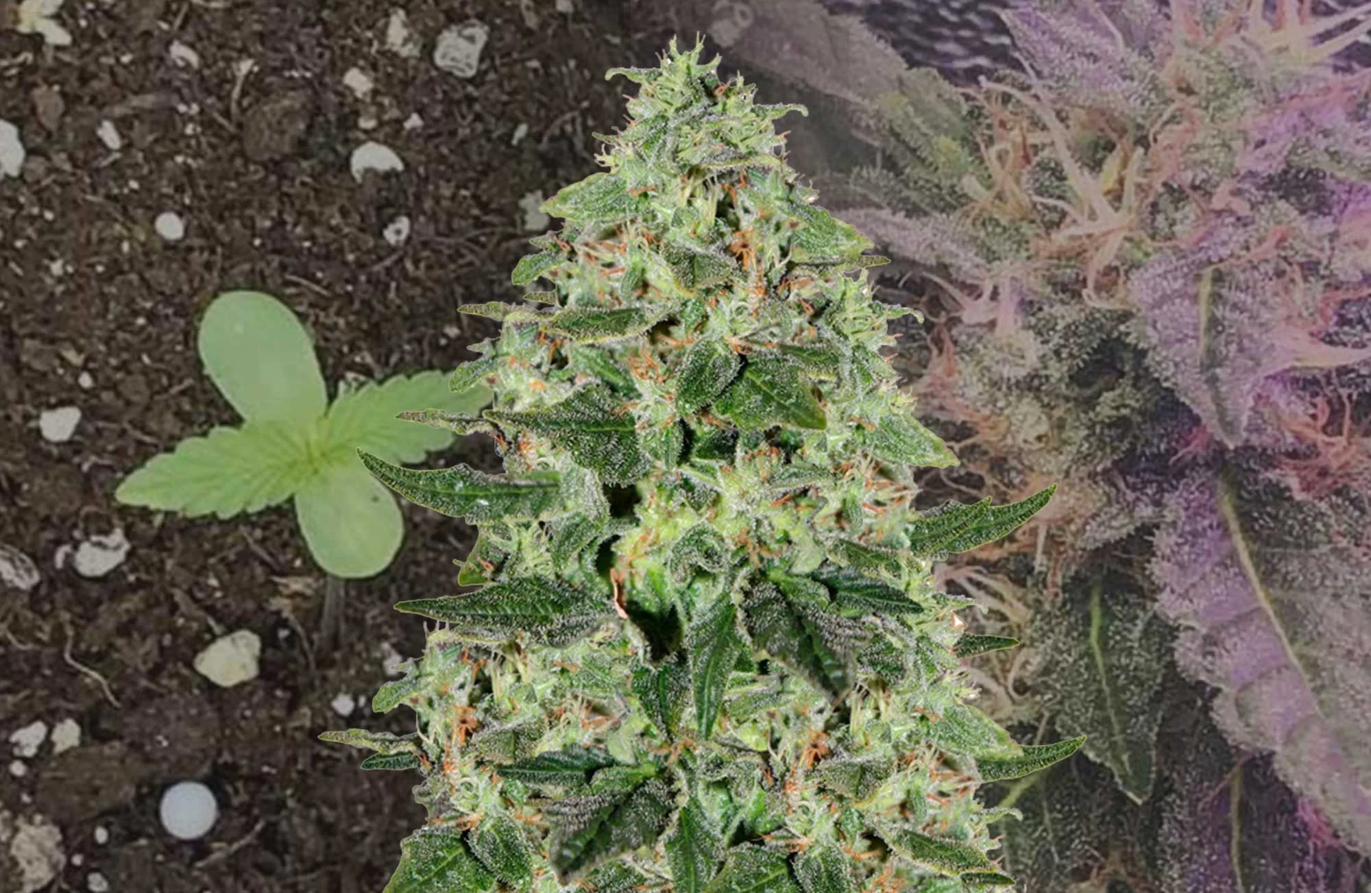 Santa Maria Auto Grow-Tagebuch Woche für Woche