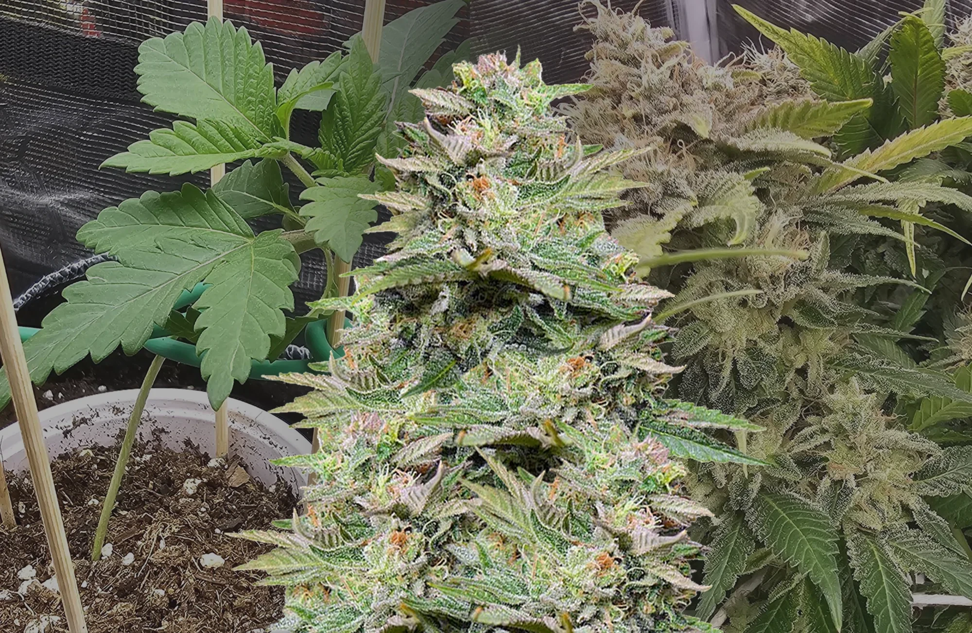 Sleepy Joe OG Wöchentlicher Grow-Tagebuch