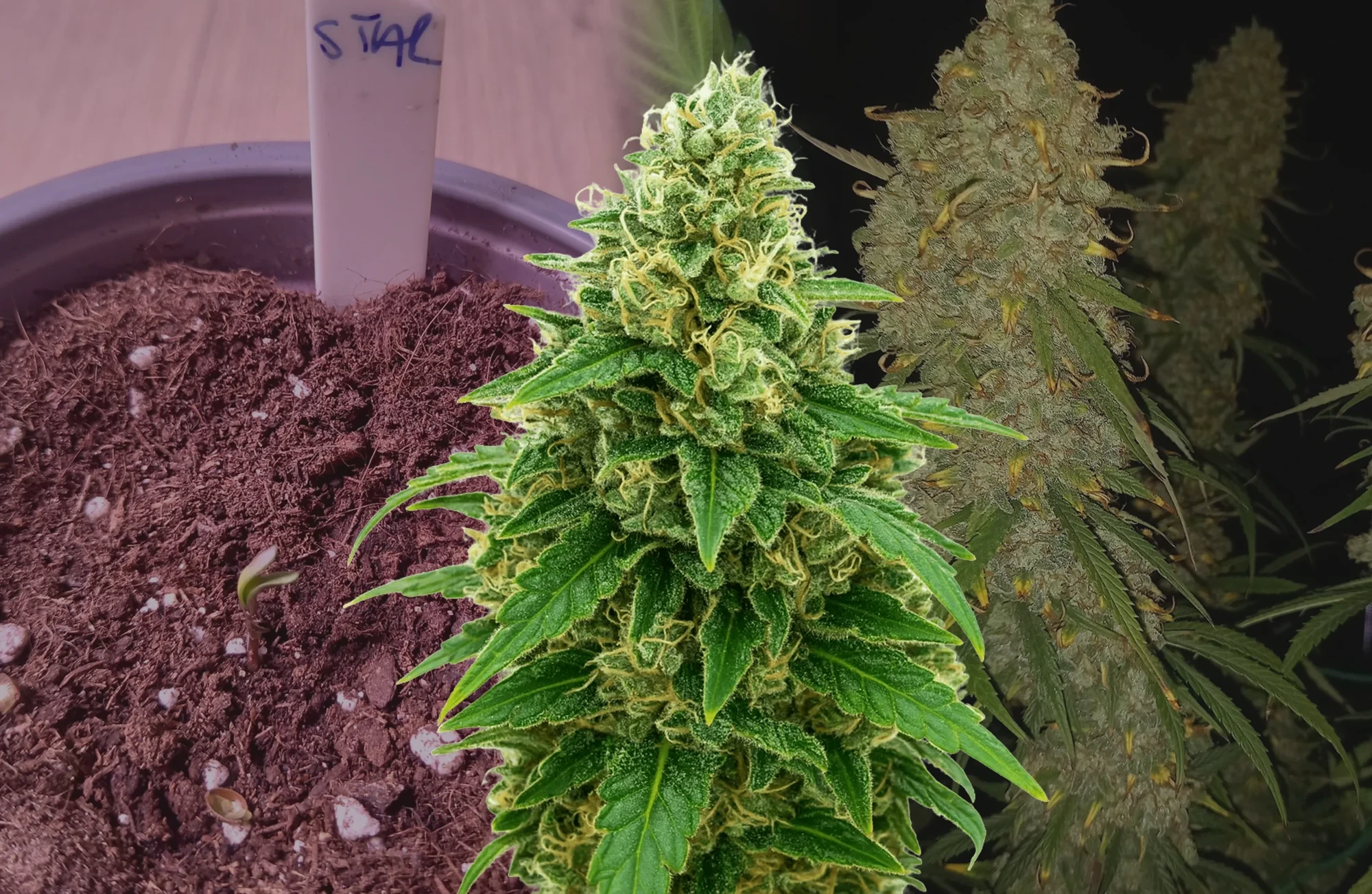 Stardawg Auto - Week by Week Grow Diary & Strain Review