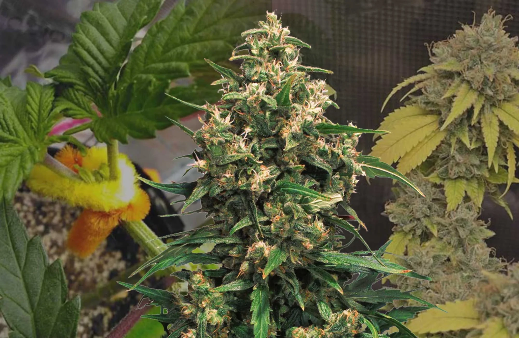 Strawberry Cough Grow-Tagebuch Woche für Woche