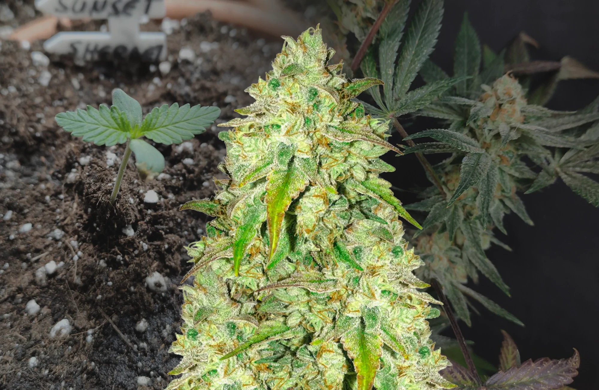 Sunset Sherbet Grow-Tagebuch Woche für Woche