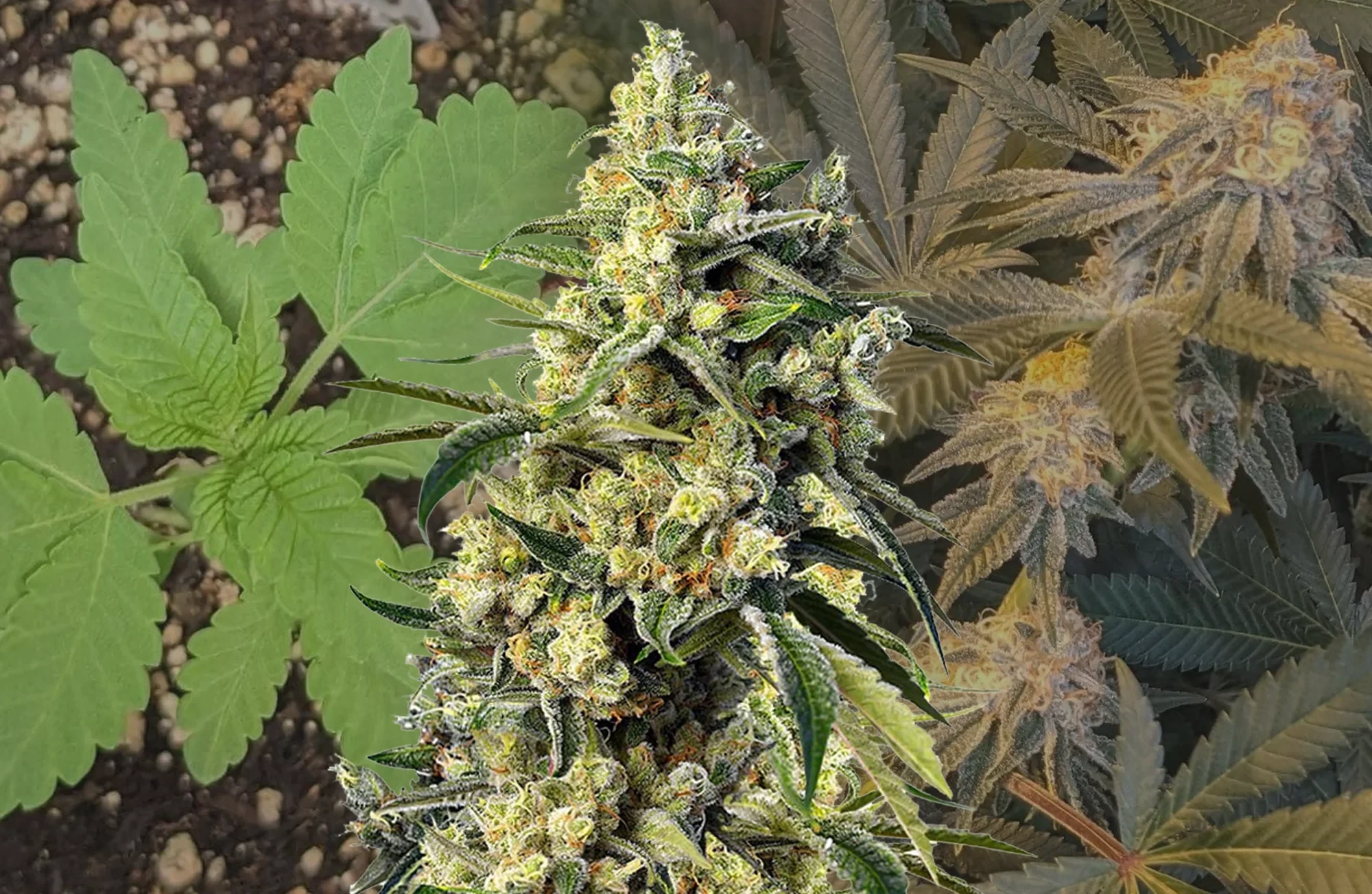 Sweet Tooth Woche-für-Woche Grow-Tagebuch