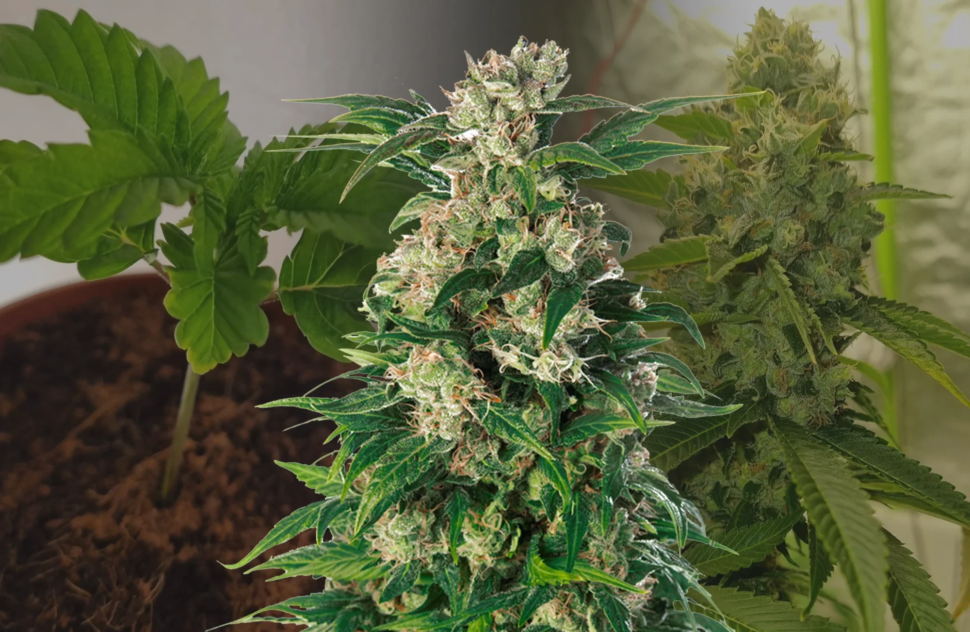 Trainwreck Woche-für-Woche Grow-Tagebuch
