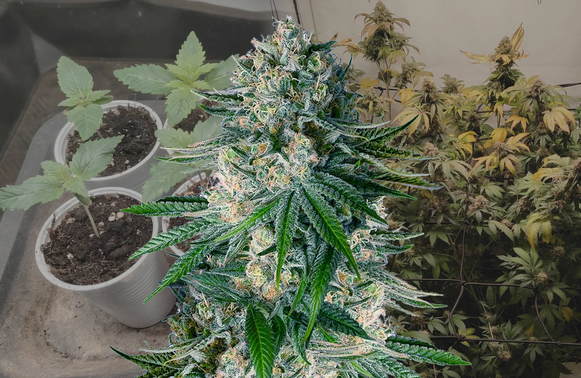 White Widow - Woche für Woche Grow-Report & Sortenreview