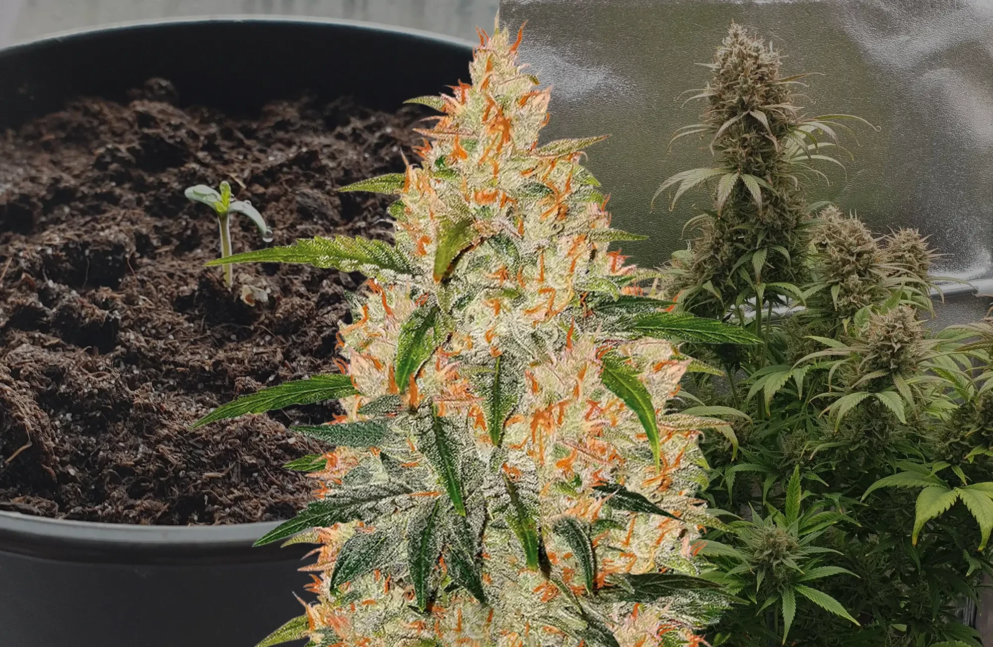 Zkittlez Autoflower Wochen-für-Woche Anbautagebuch