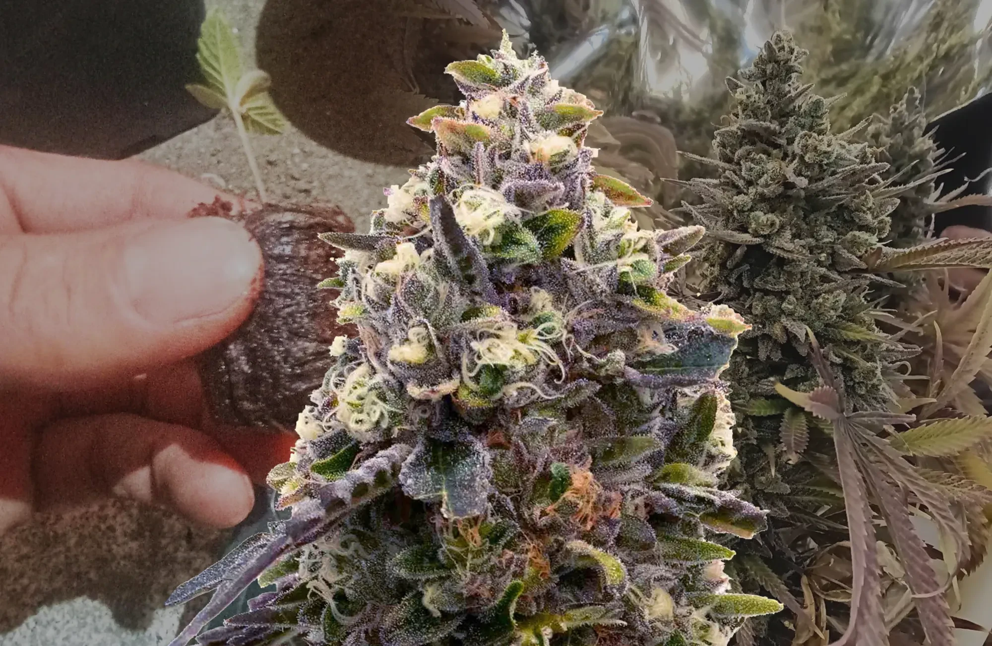 Zoap - Week by Week Grow Diary & Strain Review