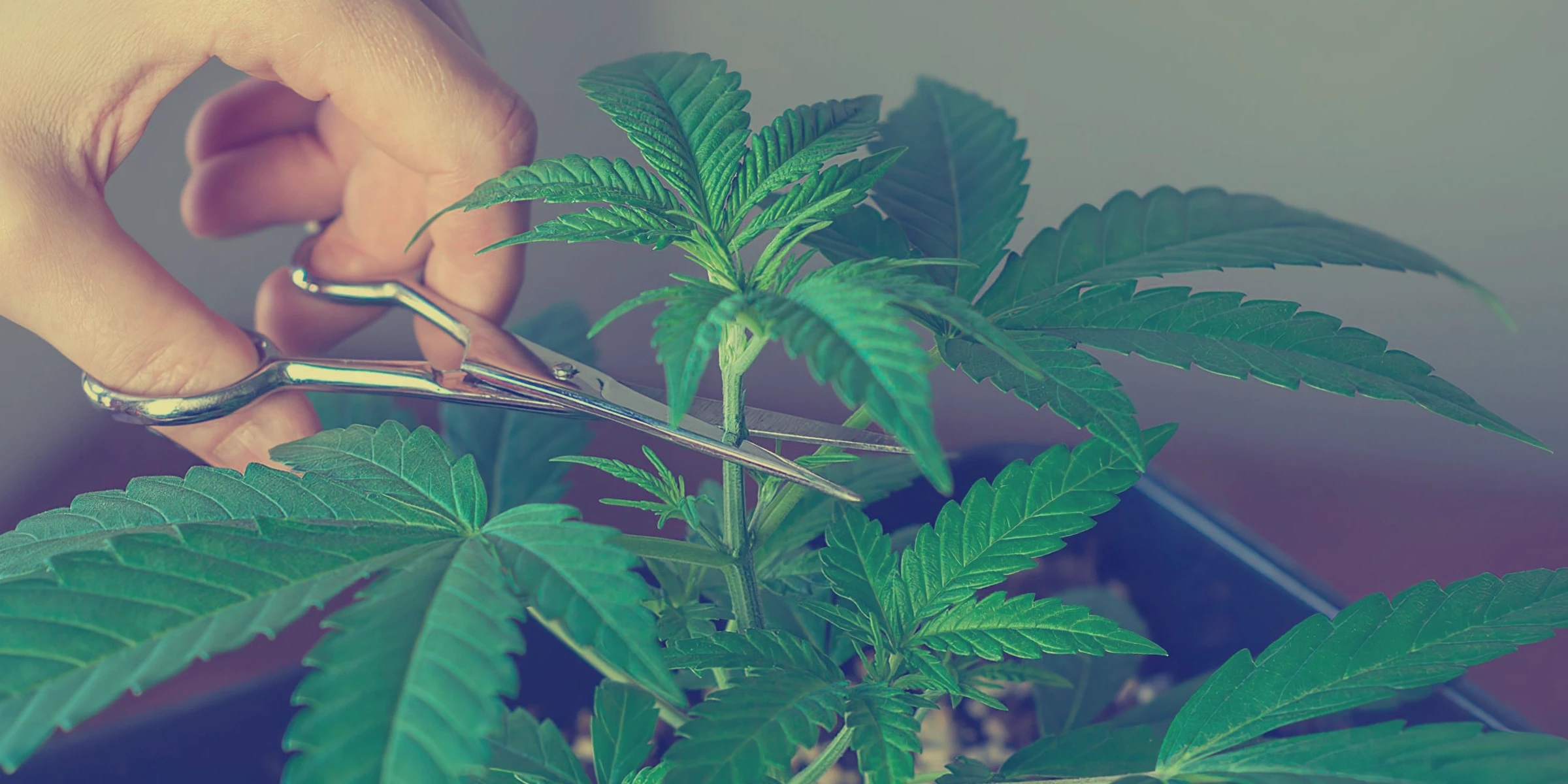 Guide to Topping and Pruning Indica Cannabis for Maximum Yield and Potency