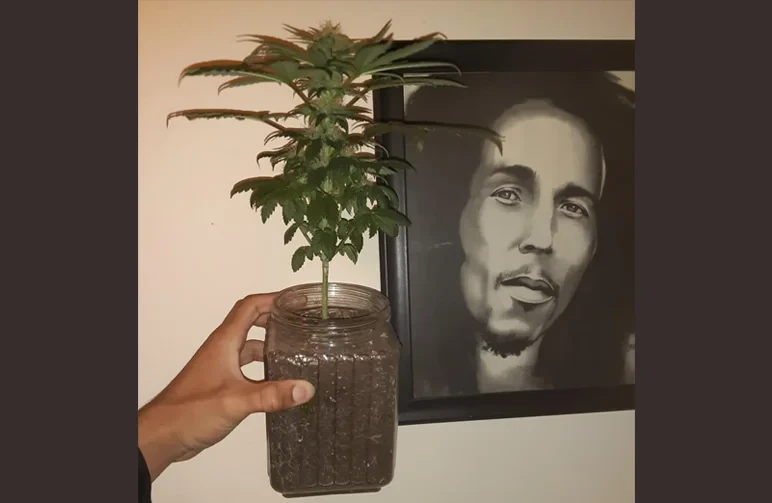 A very small, stunted cannabis plant flowering in a glass jar, held by a hand to show scale, illustrating the 12/12 light cycle trap in tropical climates.