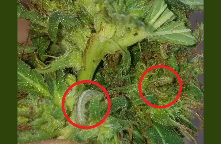 Macro photo of two green tobacco budworm caterpillars camouflaged and circled in red while feeding on a cannabis bud.