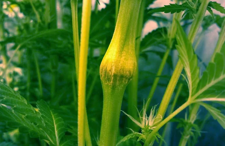 Close-up van een dikke, genezen knokkel op een cannabisstengel na een supercropping-sessie, die de versterkte plantstructuur laat zien.