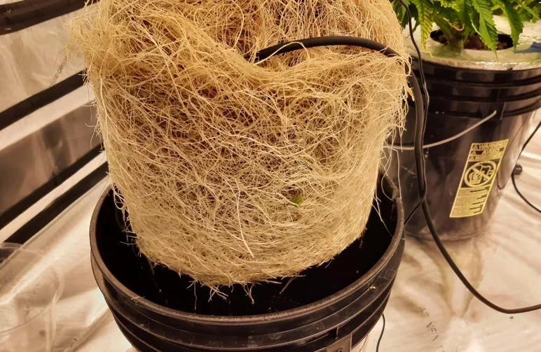 Un système racinaire de cannabis dense, massif et sain, d’un blanc éclatant, sorti d’un seau hydroponique de culture en eau profonde (DWC) noir dans une tente de culture.