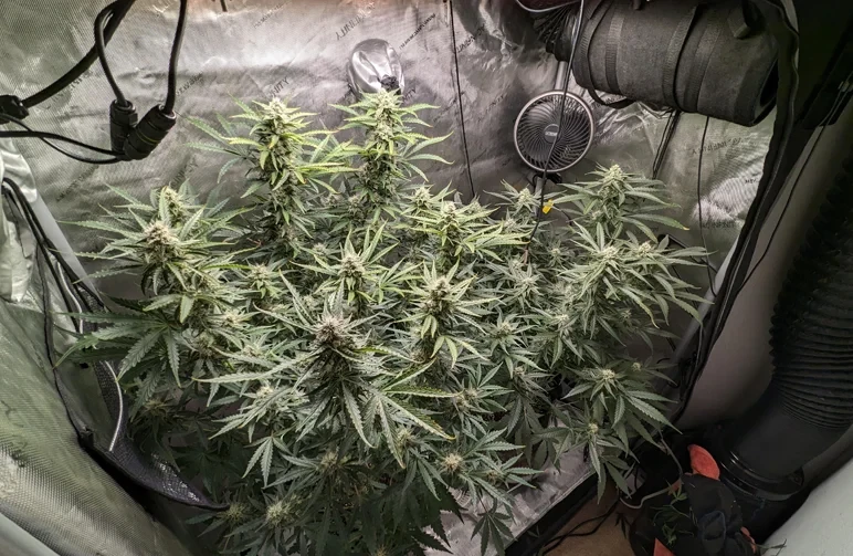 Eine blühende Cannabispflanze mit weißen Stempeln, die in einem reflektierenden Mylar-Growzelt mit Aktivkohlefilter und Ventilator wächst.