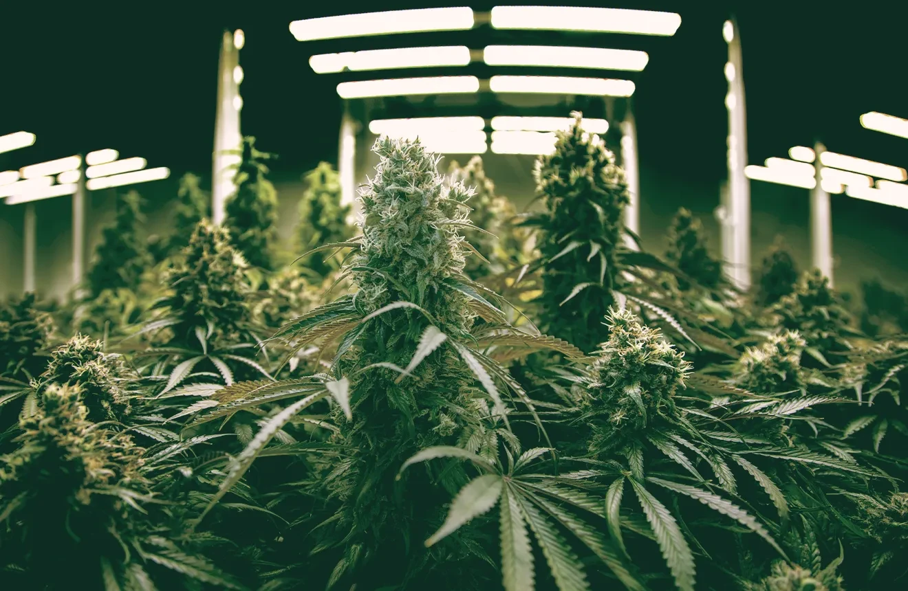 How hard is it to grow weed?