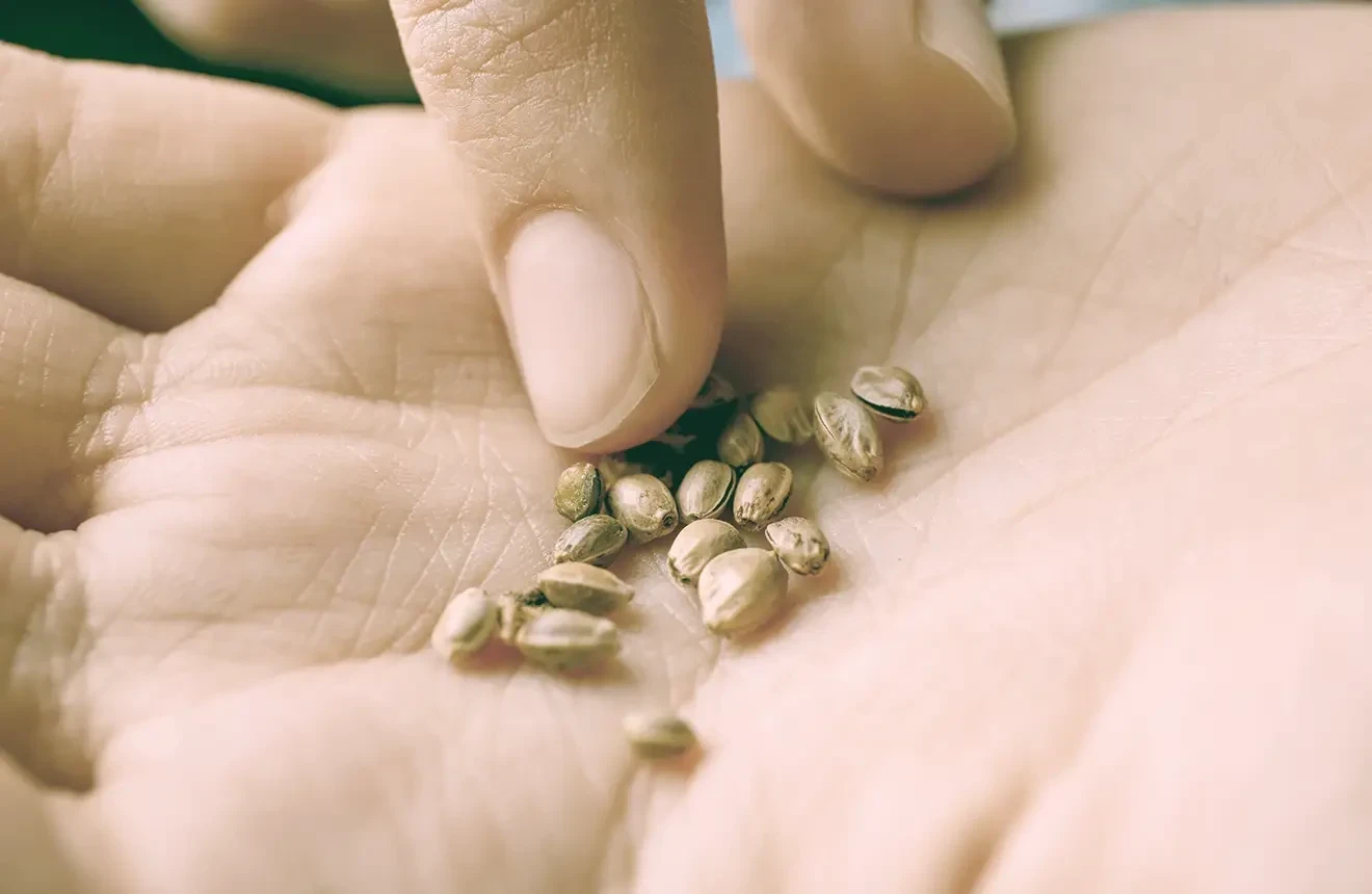 How To Buy Weed Seeds Safely