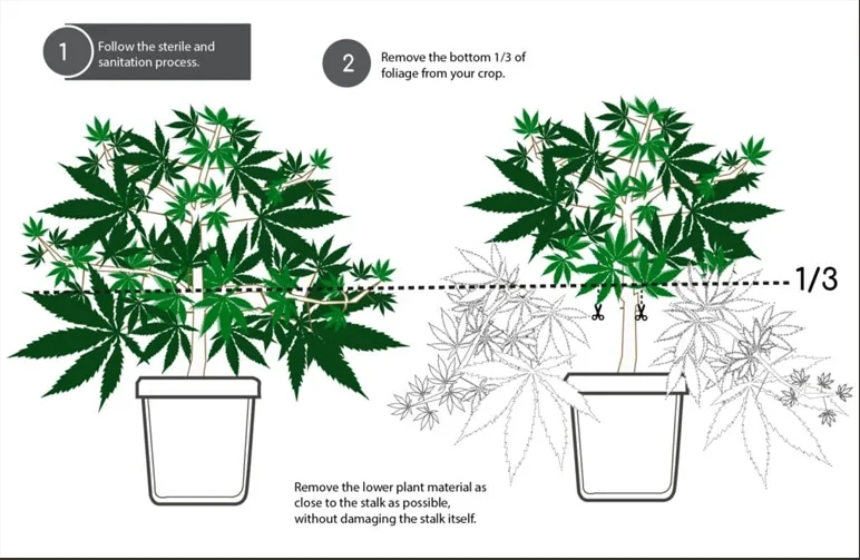 Ein Anleitungsschaubild, das eine Cannabispflanze vor und nach dem Lollipopping zeigt, mit einer gestrichelten Linie, die das zu beschneidende untere Drittel der Pflanze markiert.