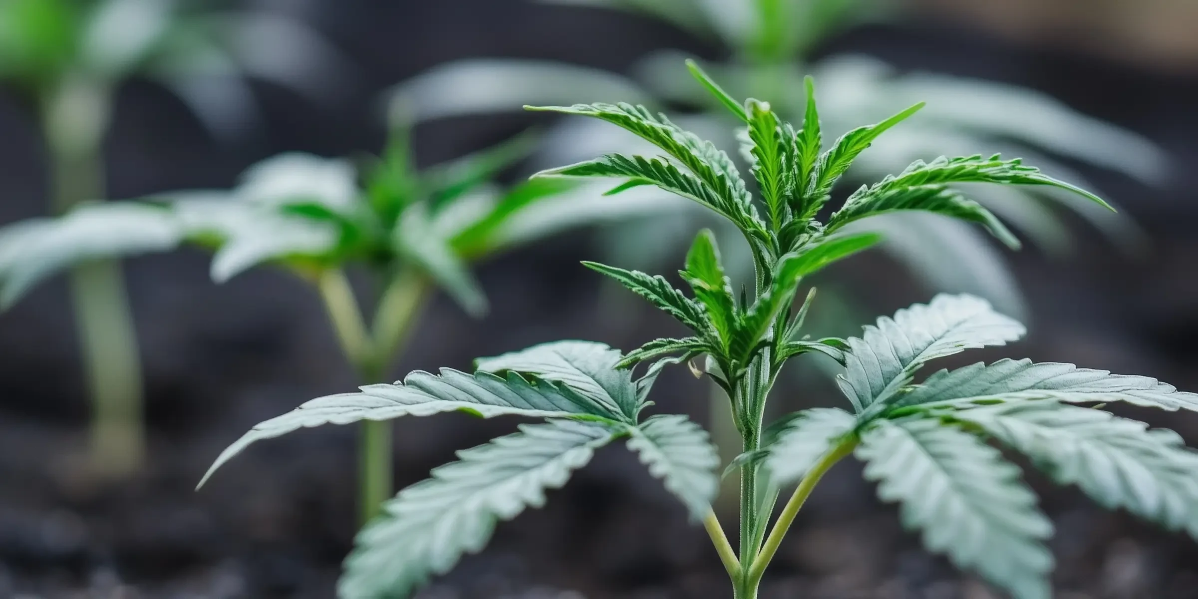 How to Pick the Best Feminized Seeds for Your First Grow