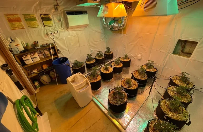 Une installation de salle de culture de cannabis en intérieur, propre et professionnelle, avec des pots en tissu équipés d’une irrigation goutte-à-goutte, des murs blancs réfléchissants, un système de ventilation en ligne et un réservoir de nutriments.