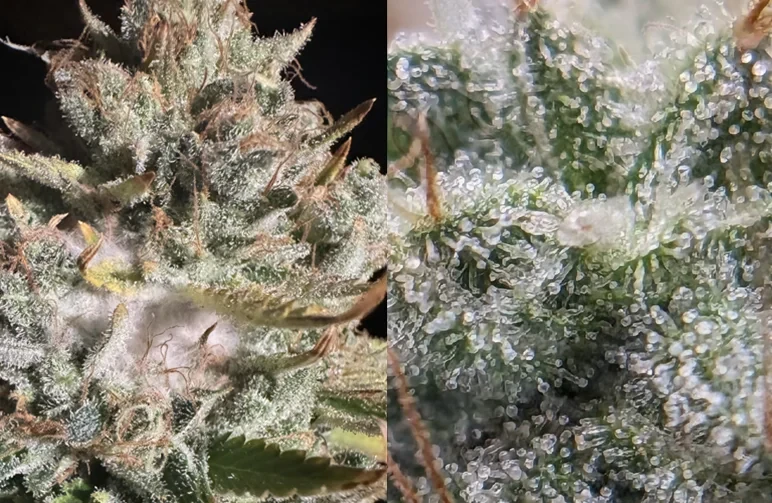 Comparaison côte à côte très détaillée. À gauche, on voit une moisissure blanche en toile d’araignée (Botrytis) sur une tête, tandis qu’à droite on voit des trichomes sains, transparents et bulbeux.