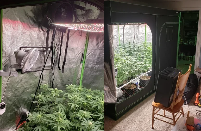 An indoor cannabis grow tent setup showing a dehumidifier placed in the lung room outside the tent to manage humidity and prevent mold.