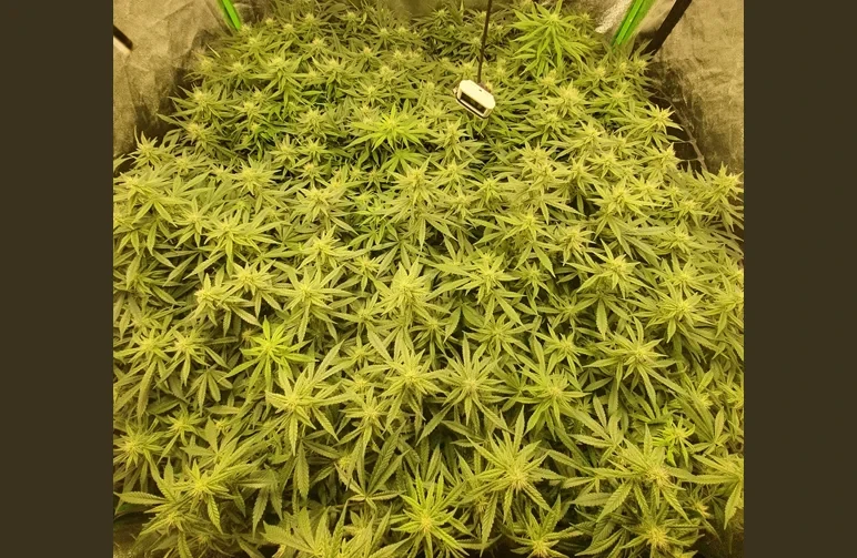 A top-down view of a dense, perfectly uniform cannabis canopy in an indoor grow tent using the Screen of Green (SCROG) training method.